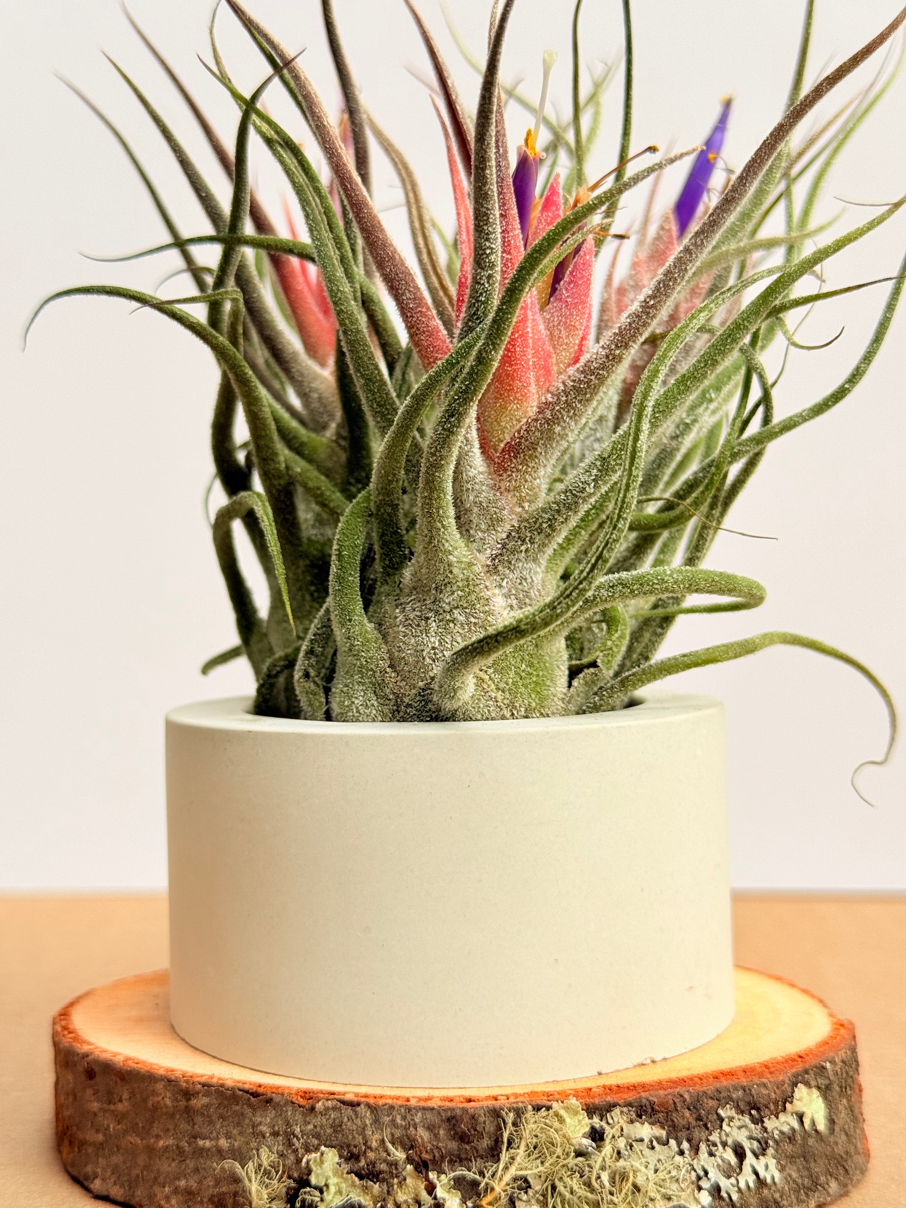Tillandsia  Guatemala arreglo + matera