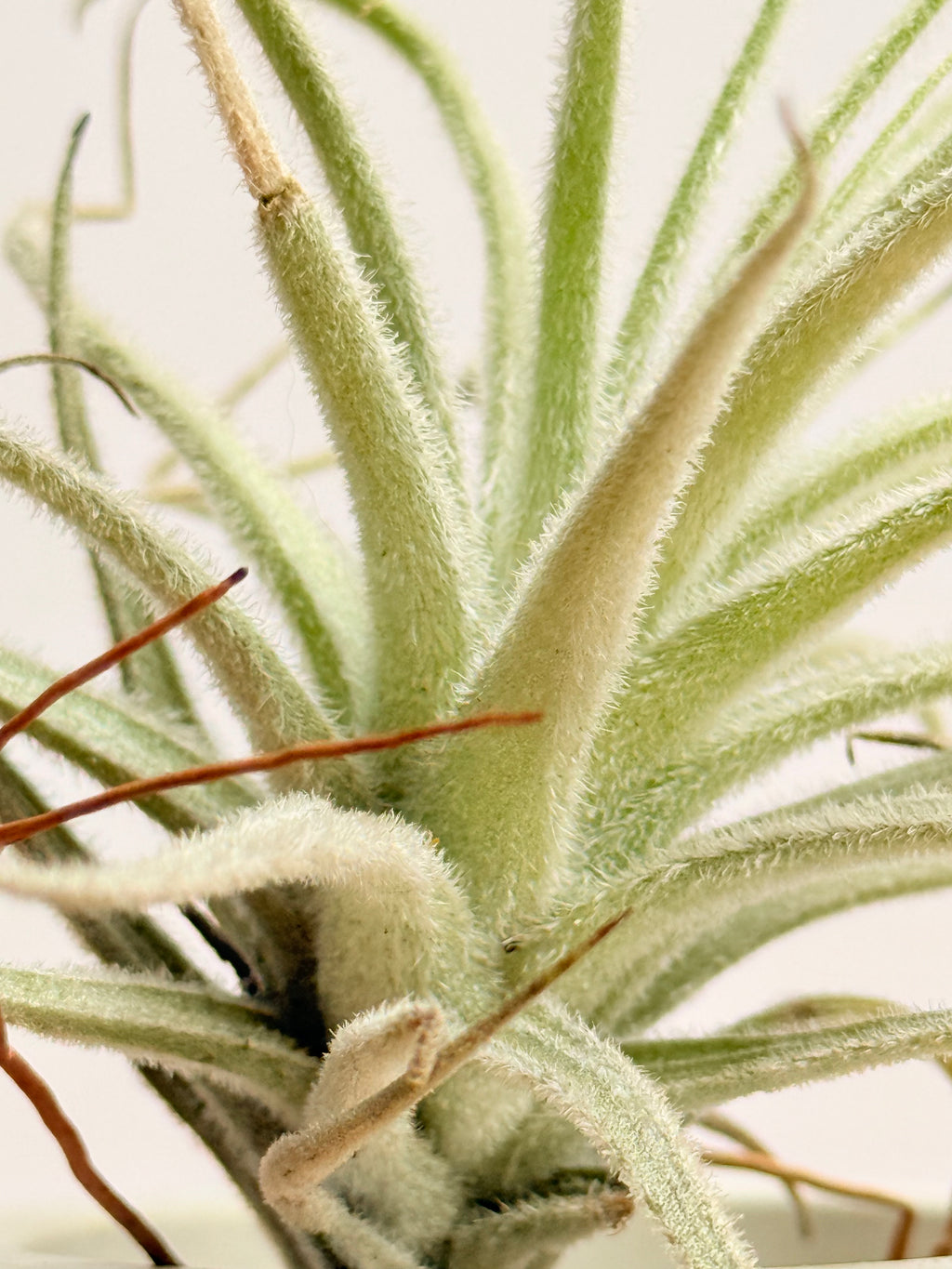 Tillandsia  Tectorum