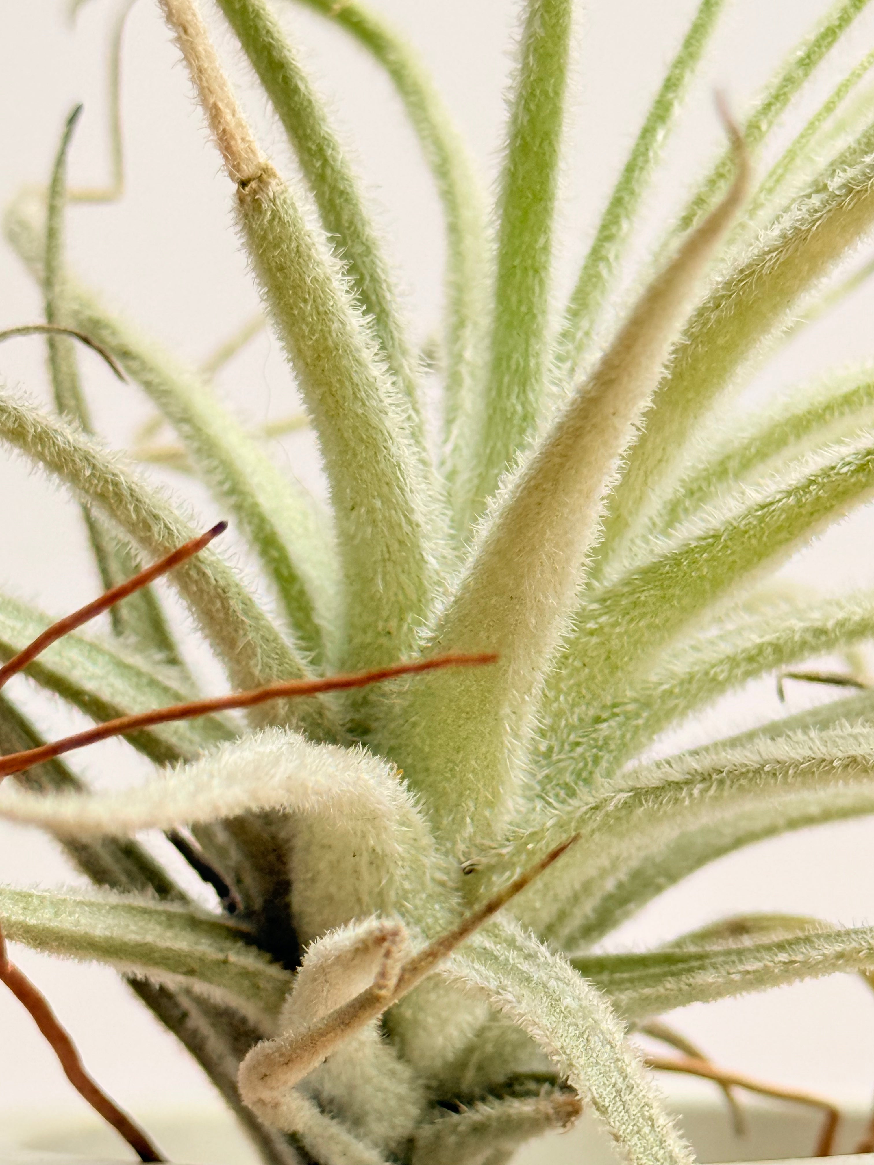Tillandsia  Tectorum