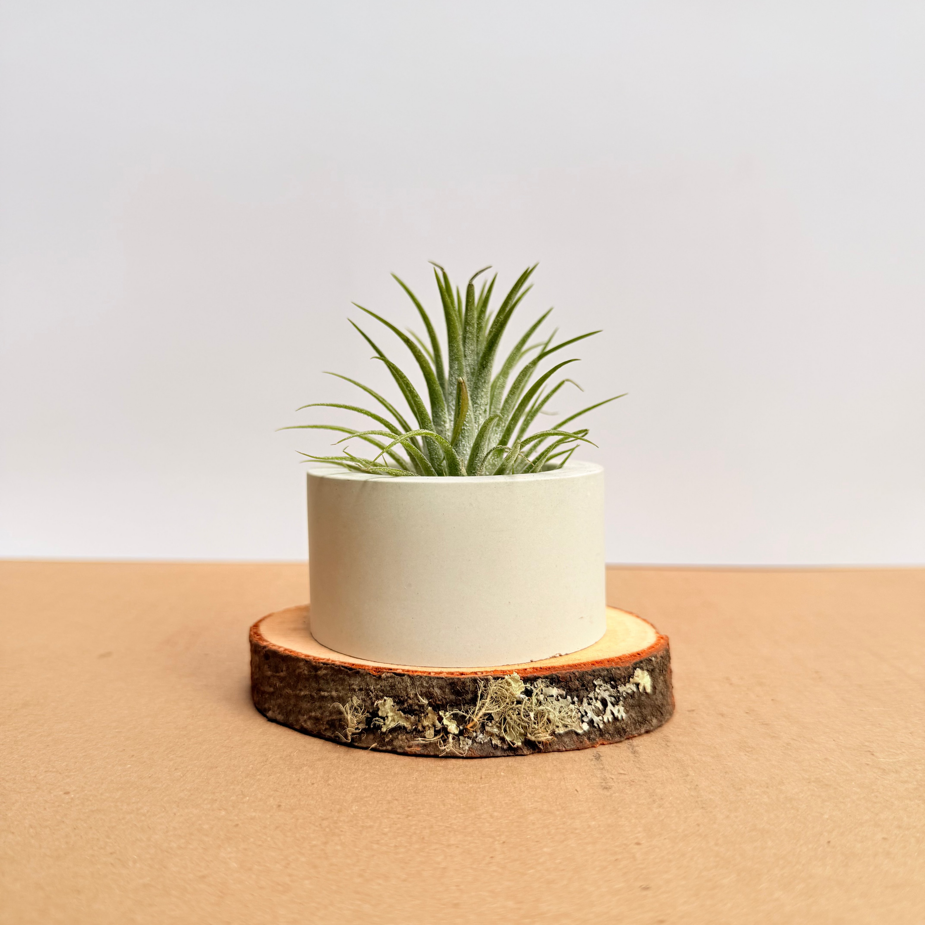 Tillandsia  Ionantha + matera