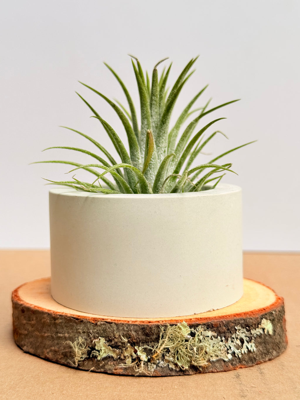 Tillandsia  Ionantha + matera