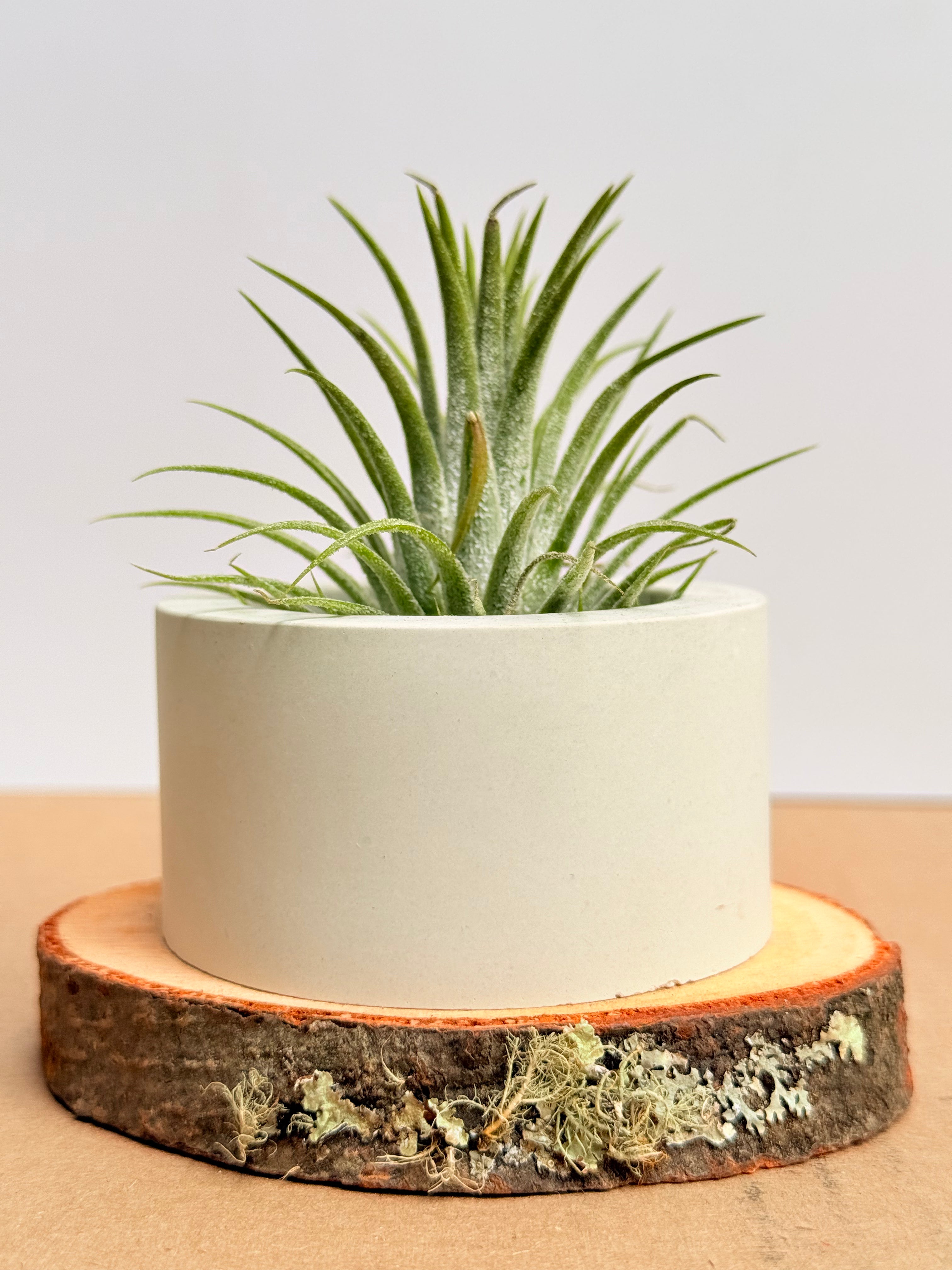 Tillandsia  Ionantha + matera