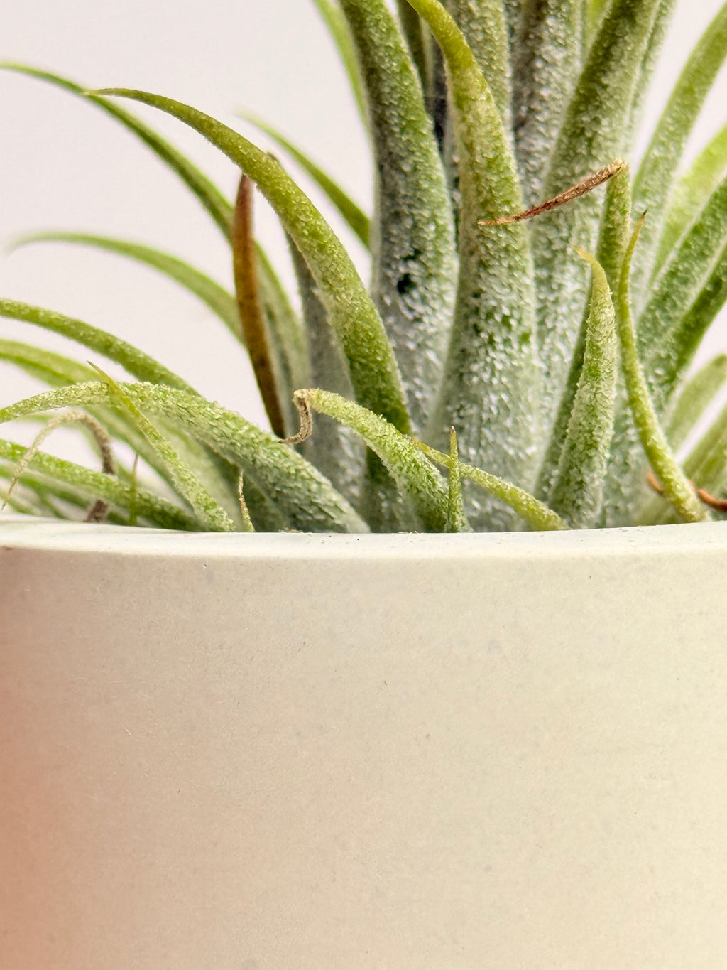 Tillandsia  Ionantha + matera