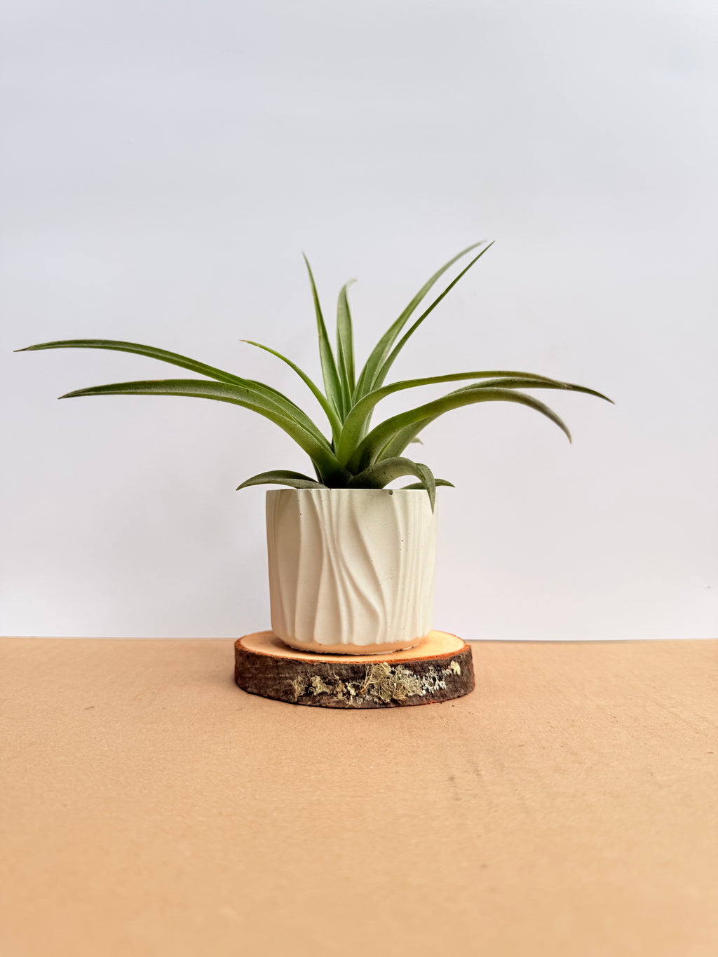 Tillandsia  Pholiana + matera
