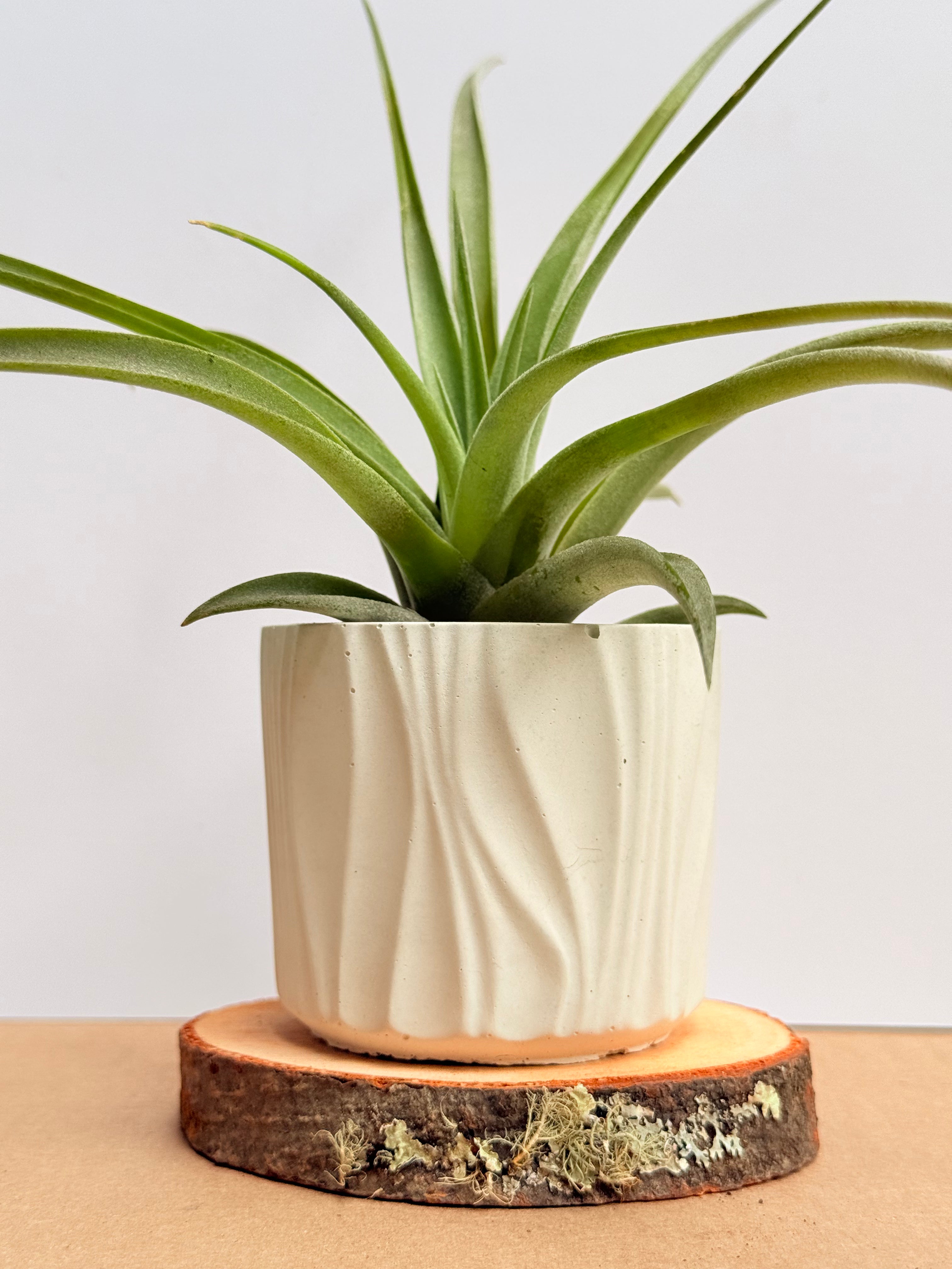 Tillandsia  Pholiana + matera