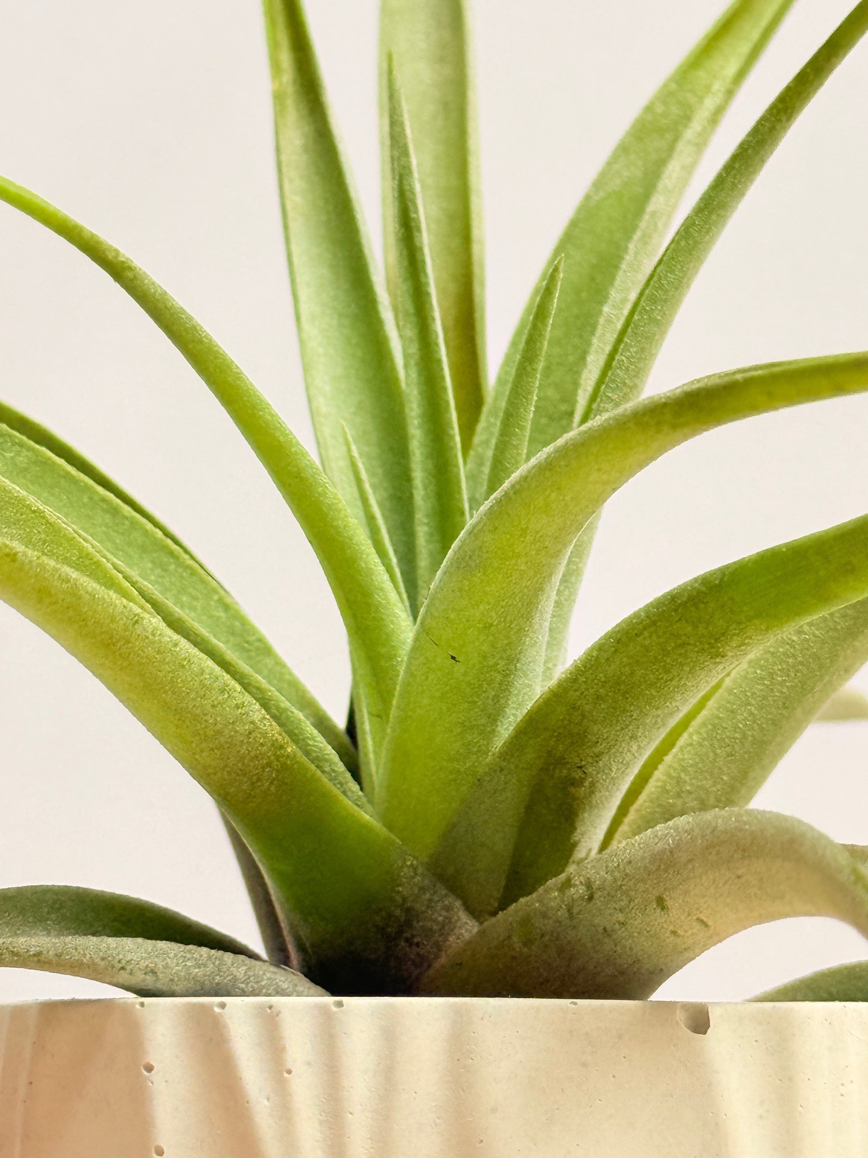 Tillandsia  Pholiana + matera