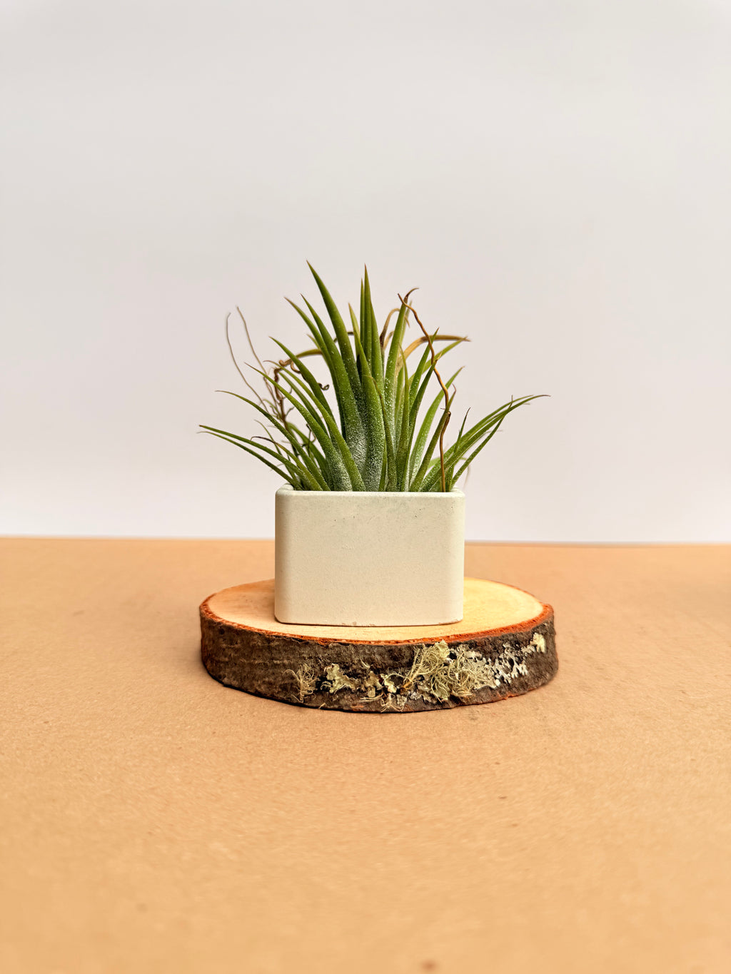 Tillandsia  Ionantha + matera