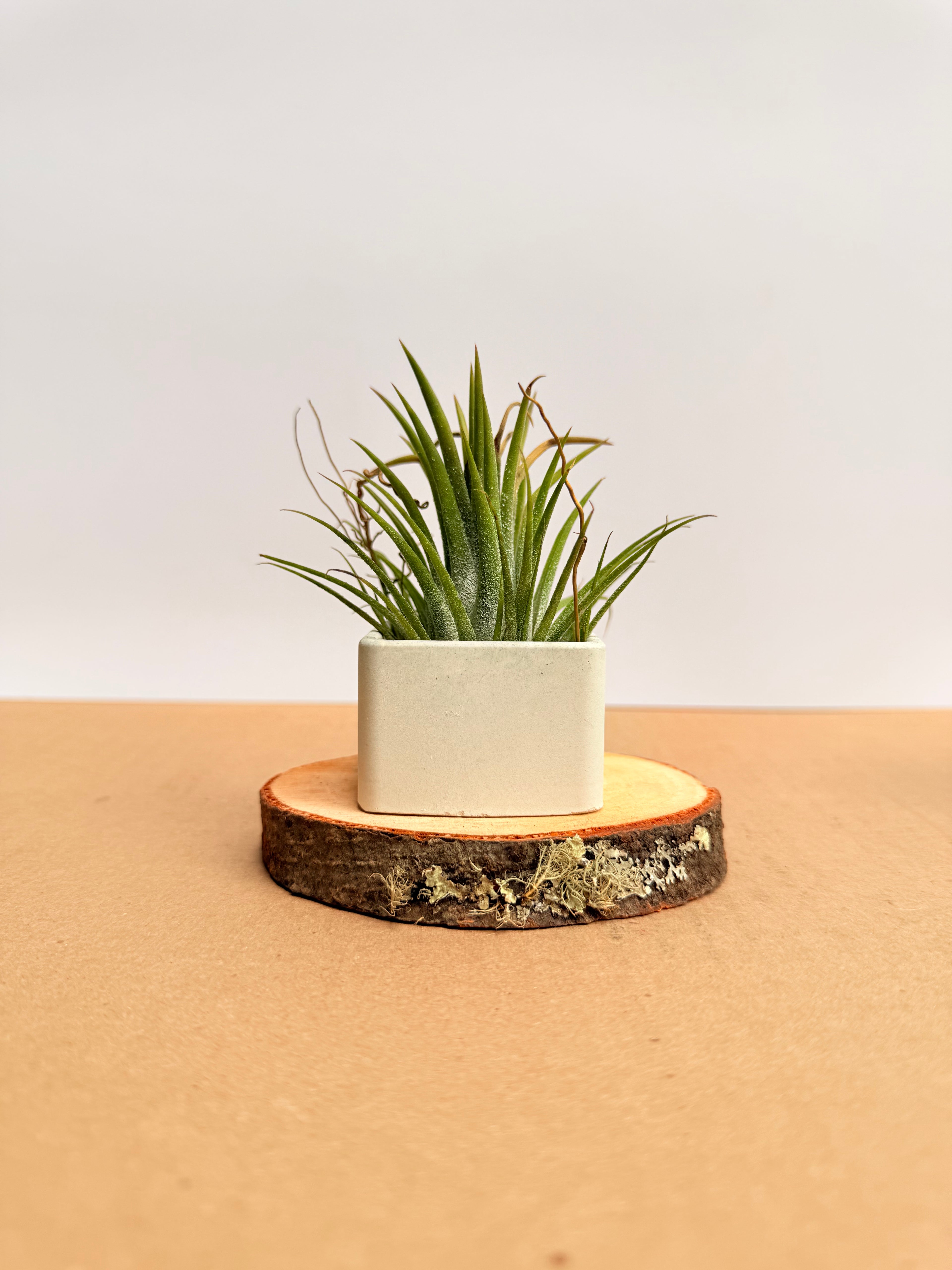 Tillandsia  Ionantha + matera