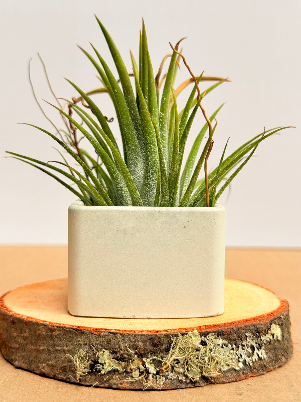 Tillandsia  Ionantha + matera