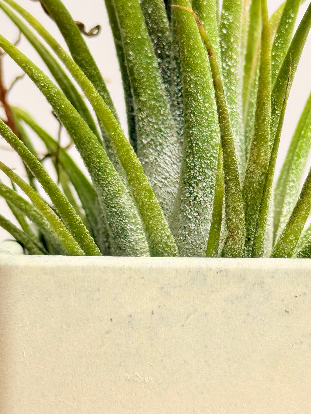 Tillandsia  Ionantha + matera