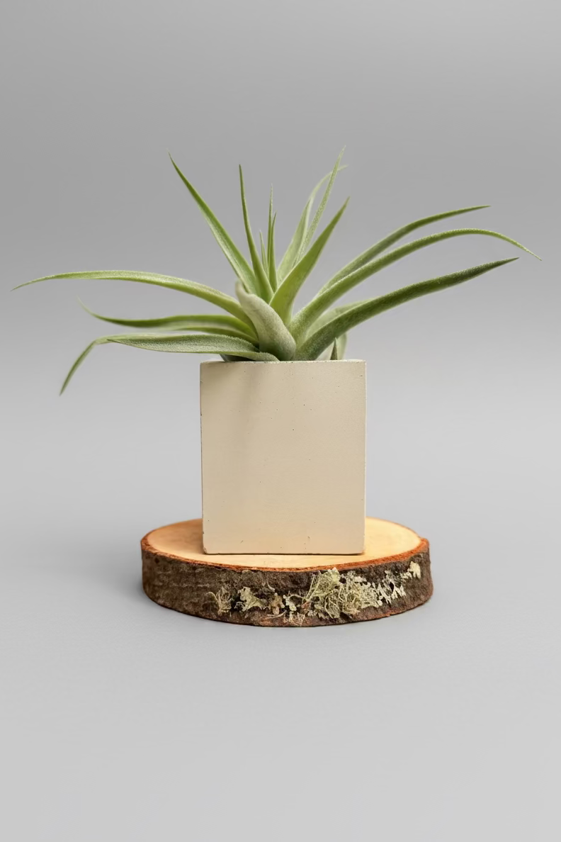 Tillandsia  Cacticola + matera