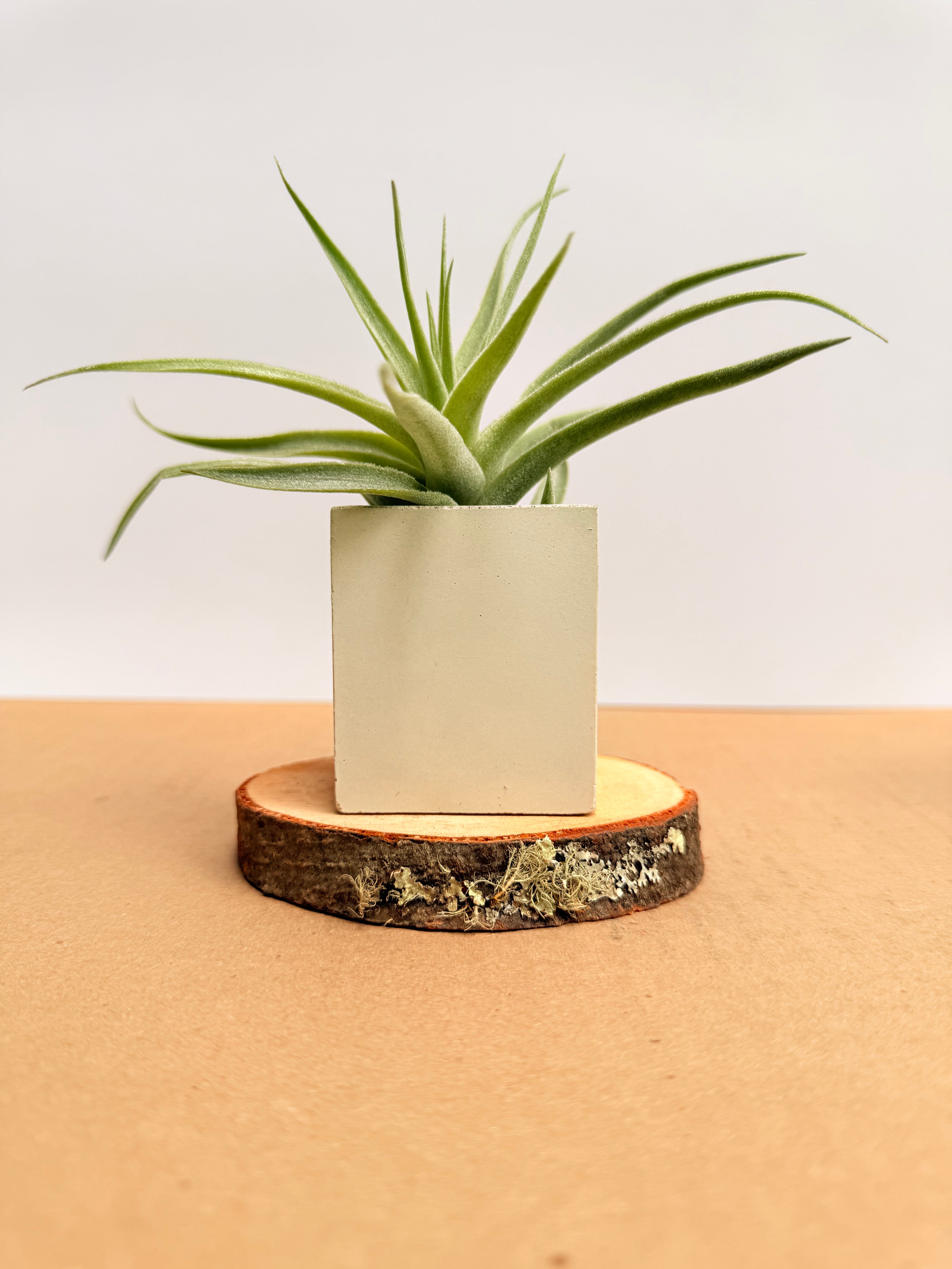 Tillandsia  Cacticola + matera