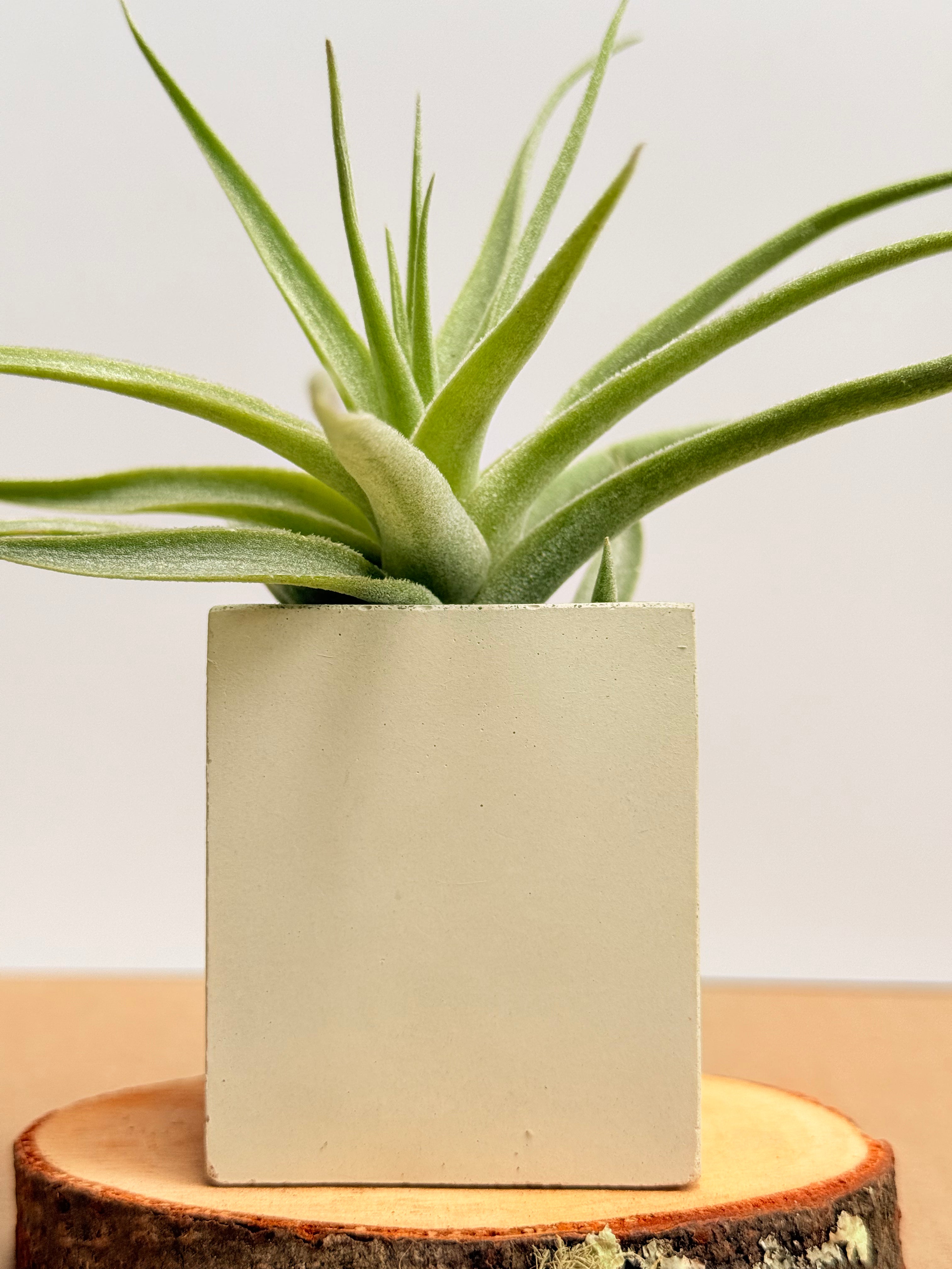 Tillandsia  Cacticola + matera