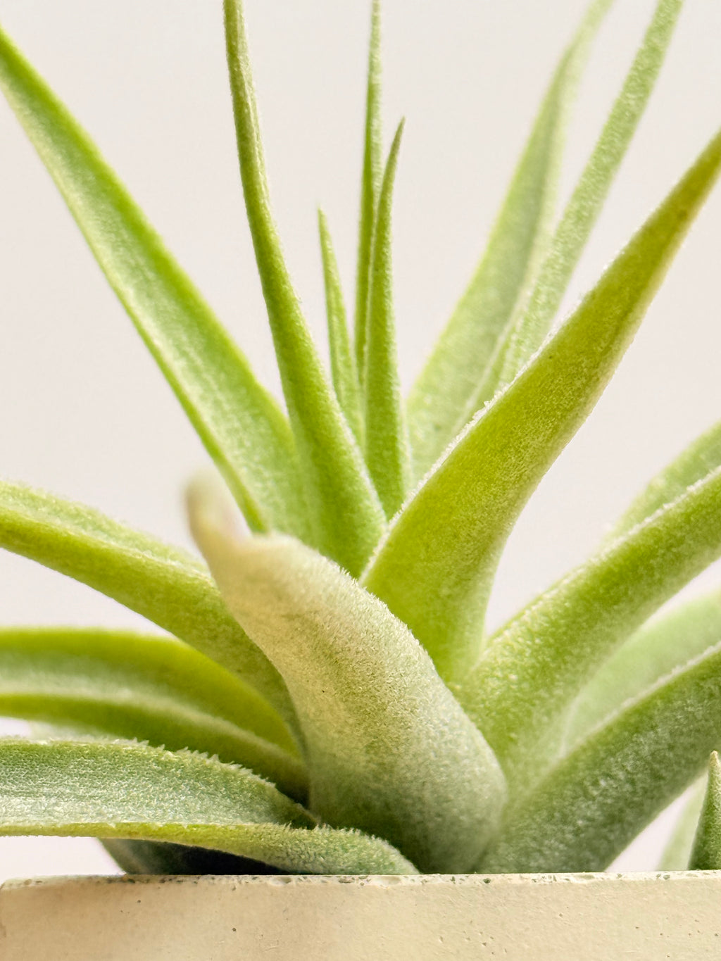 Tillandsia  Cacticola + matera