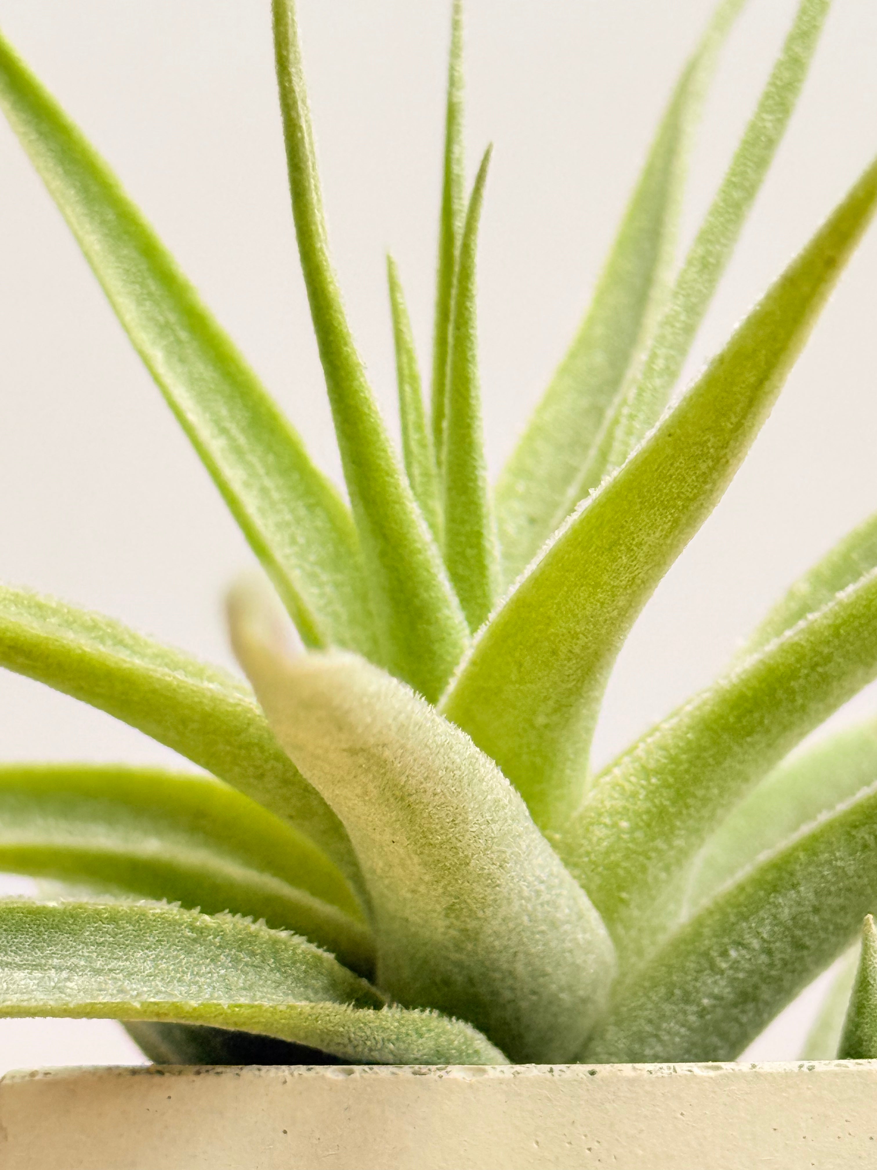 Tillandsia  Cacticola + matera
