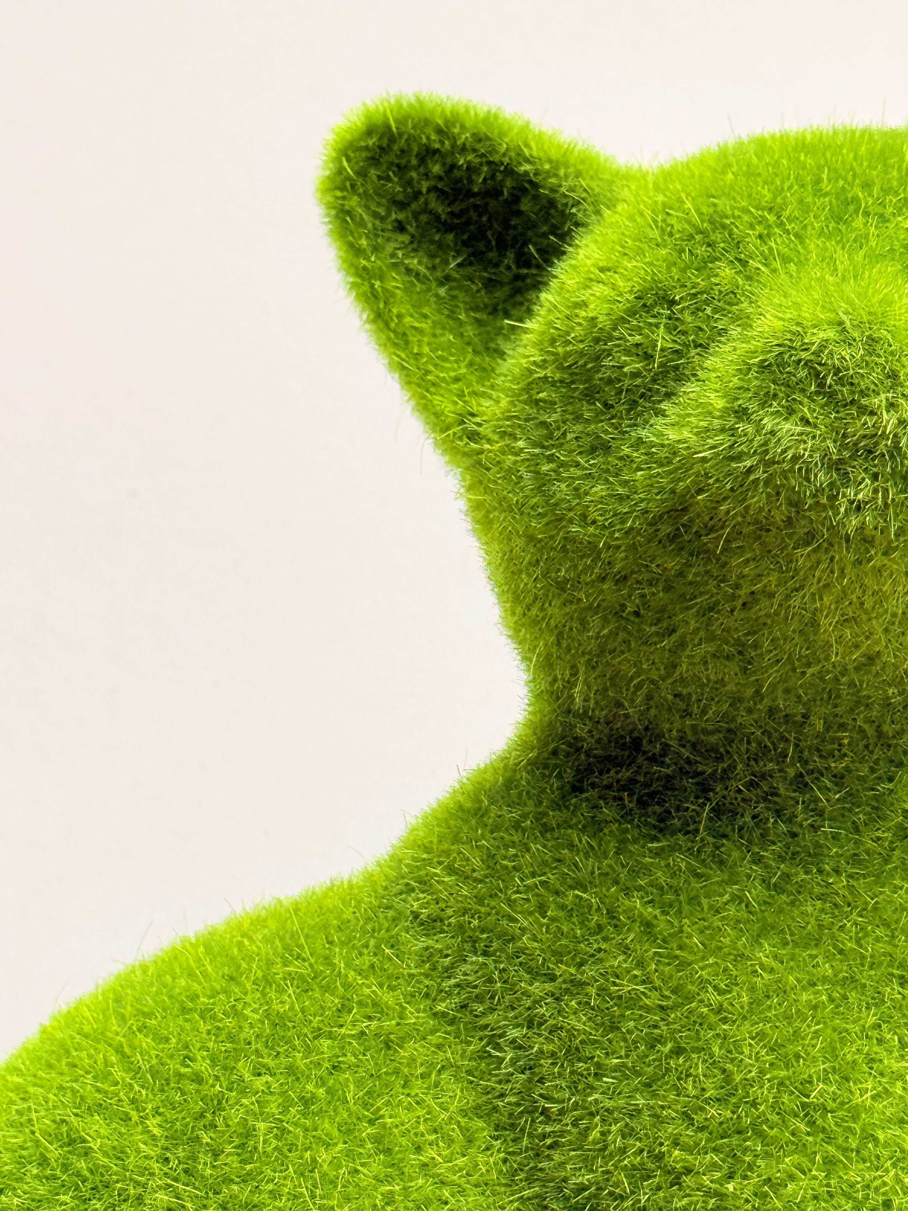 Gato de la Intuición