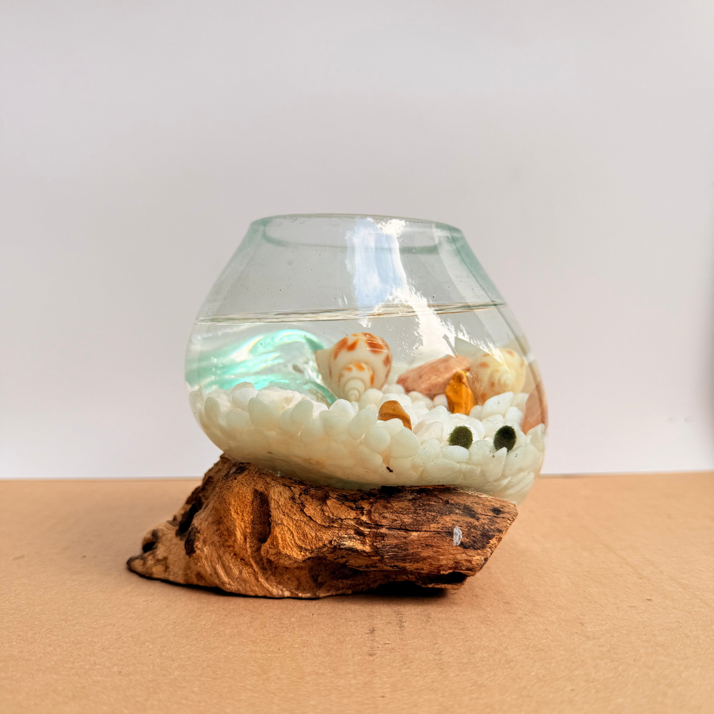 Marimo Moss Ball Ecosistema arreglo único de madera con vidrio fundido