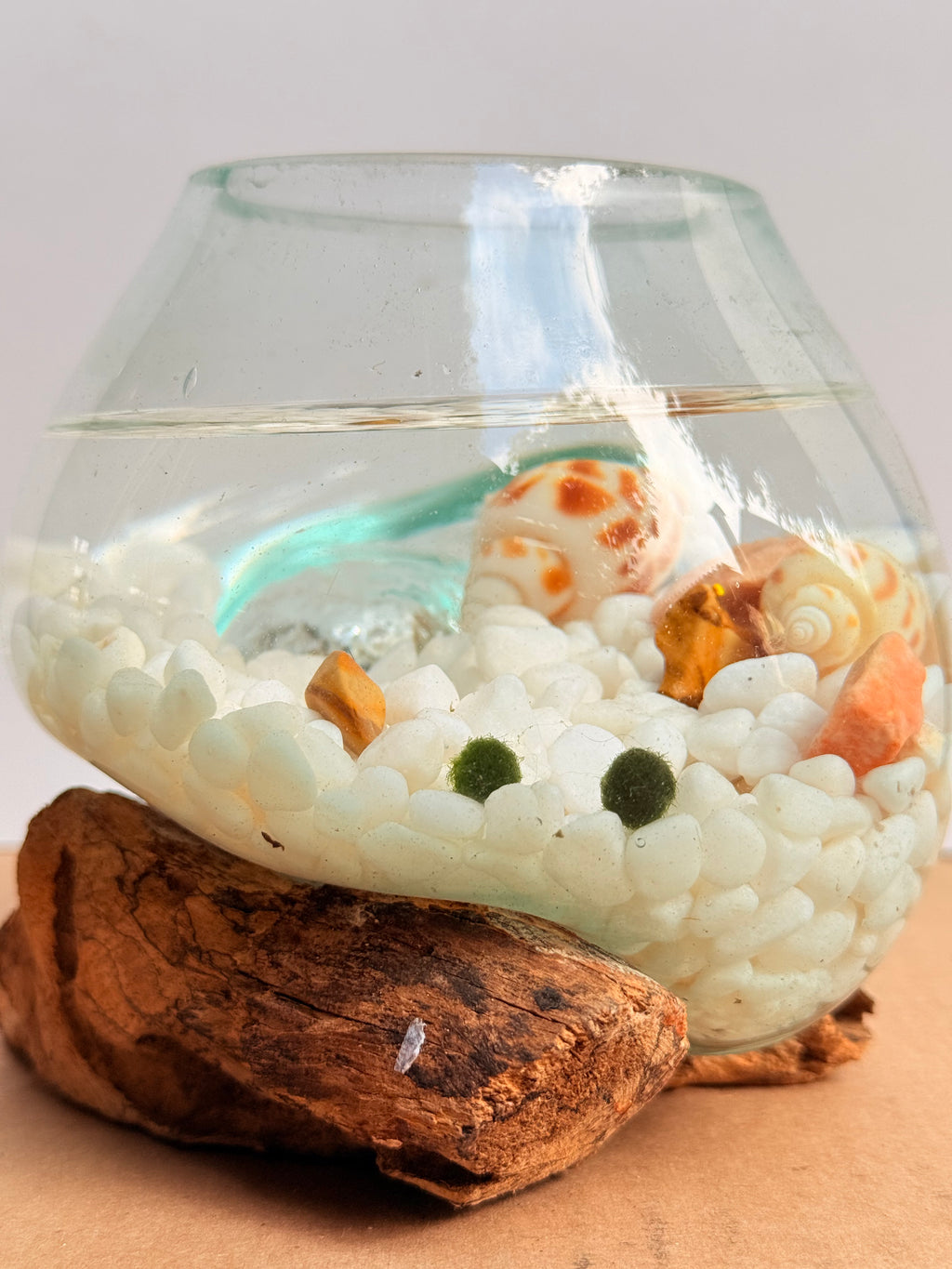 Marimo Moss Ball Ecosistema arreglo único de madera con vidrio fundido