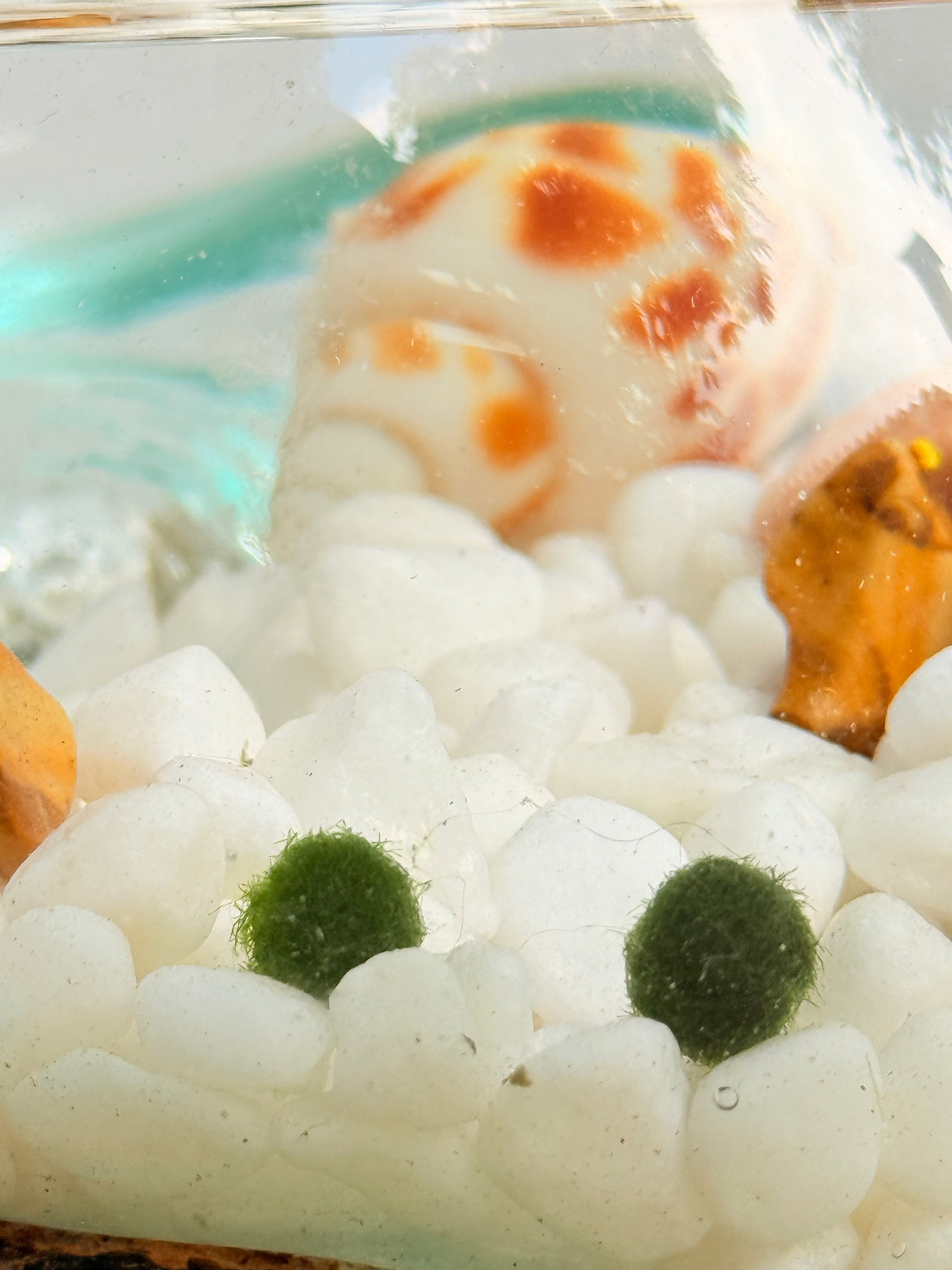 Marimo Moss Ball Ecosistema arreglo único de madera con vidrio fundido