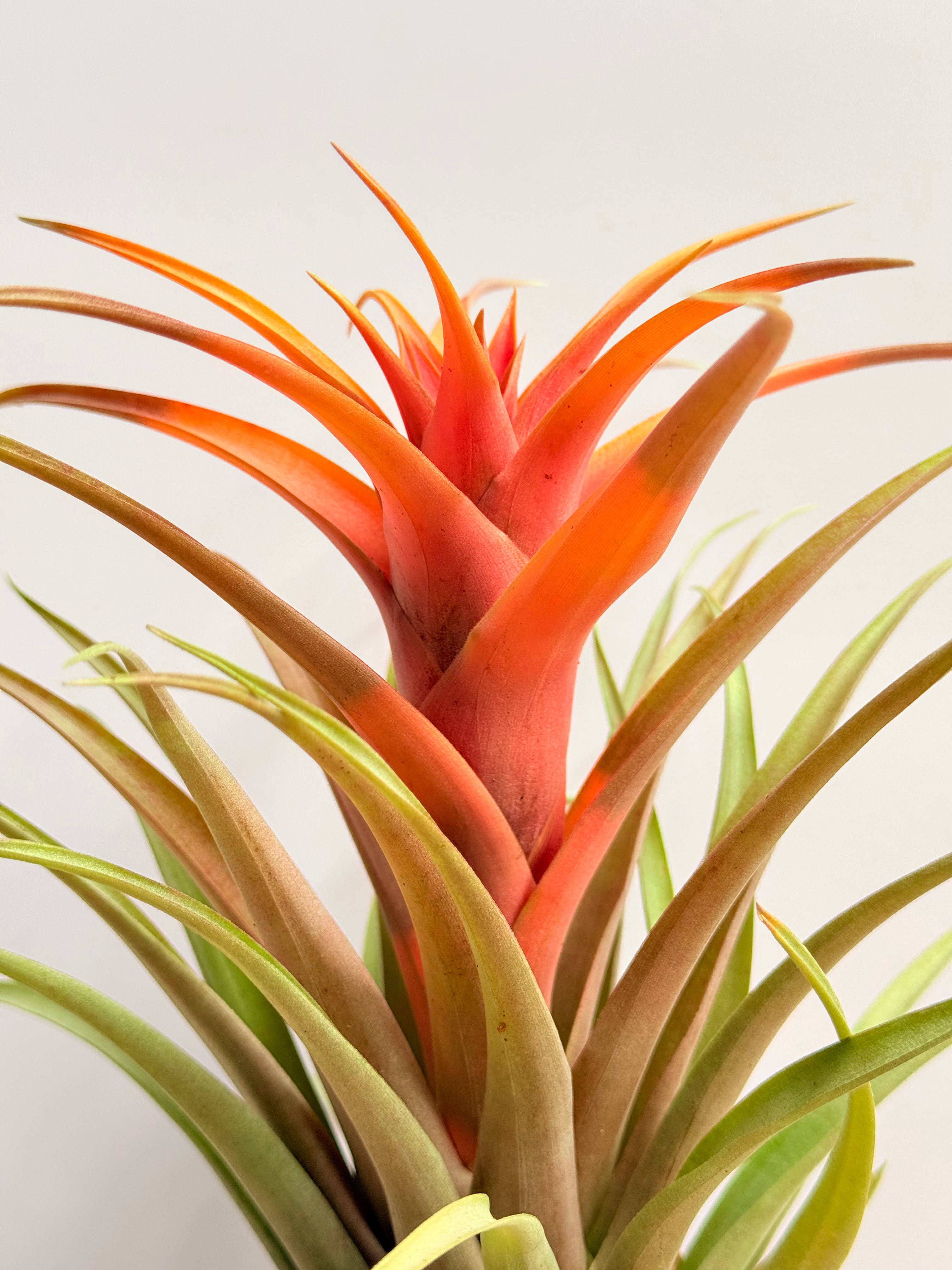 Kokedama Till. Capitata Green Leaf