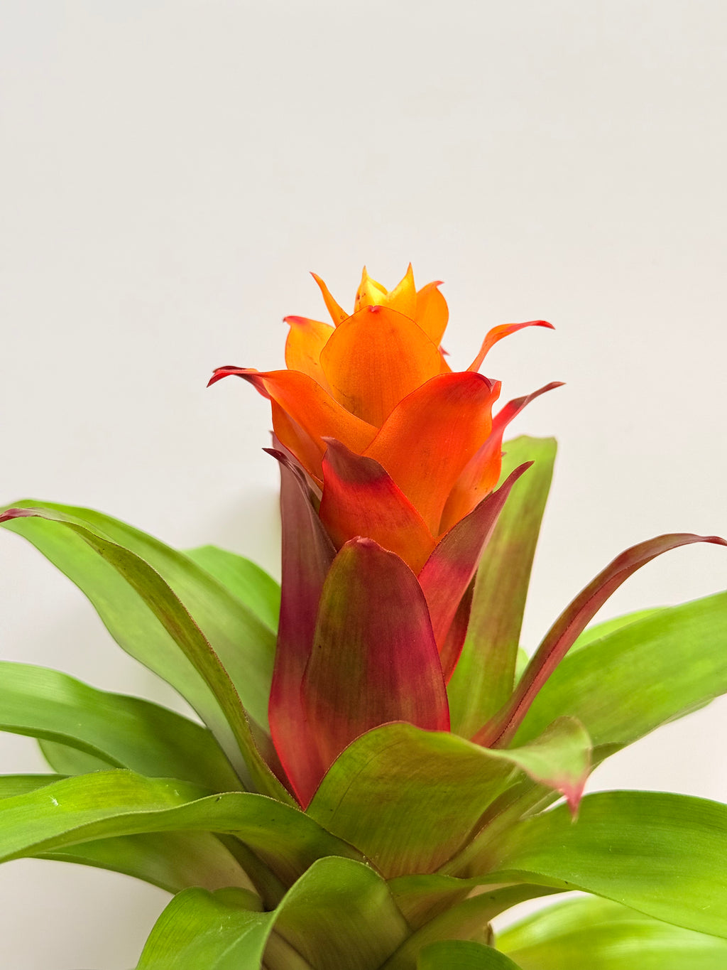 Koke Bromelia Guzm. Fary
