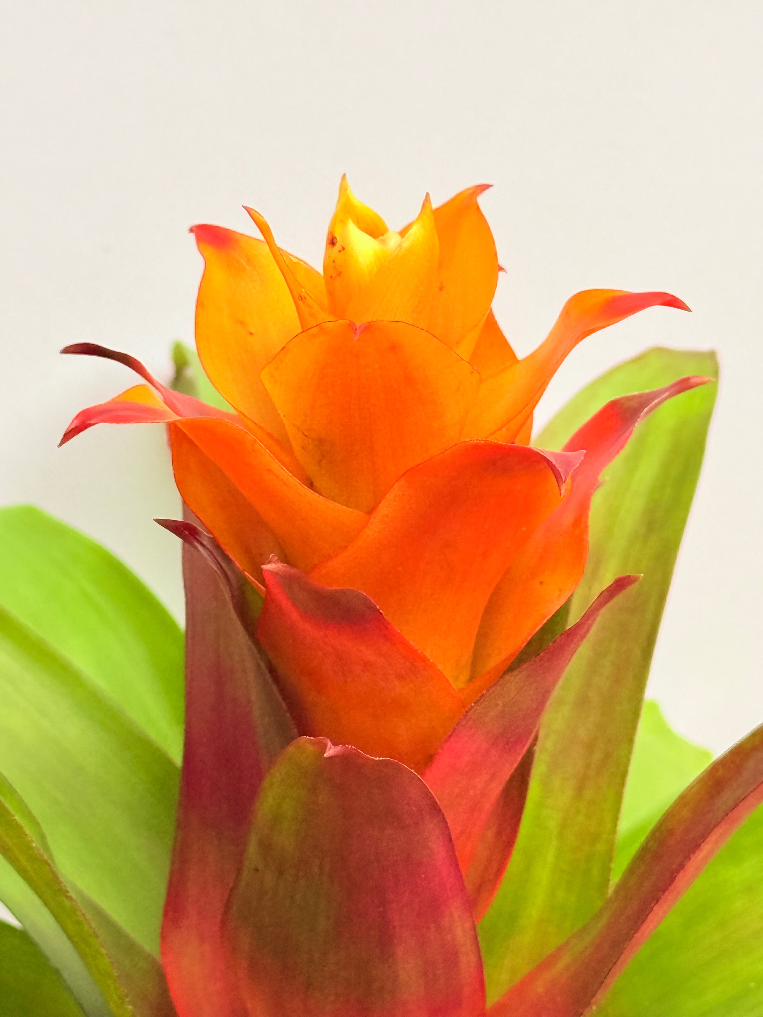 Koke Bromelia Guzm. Fary