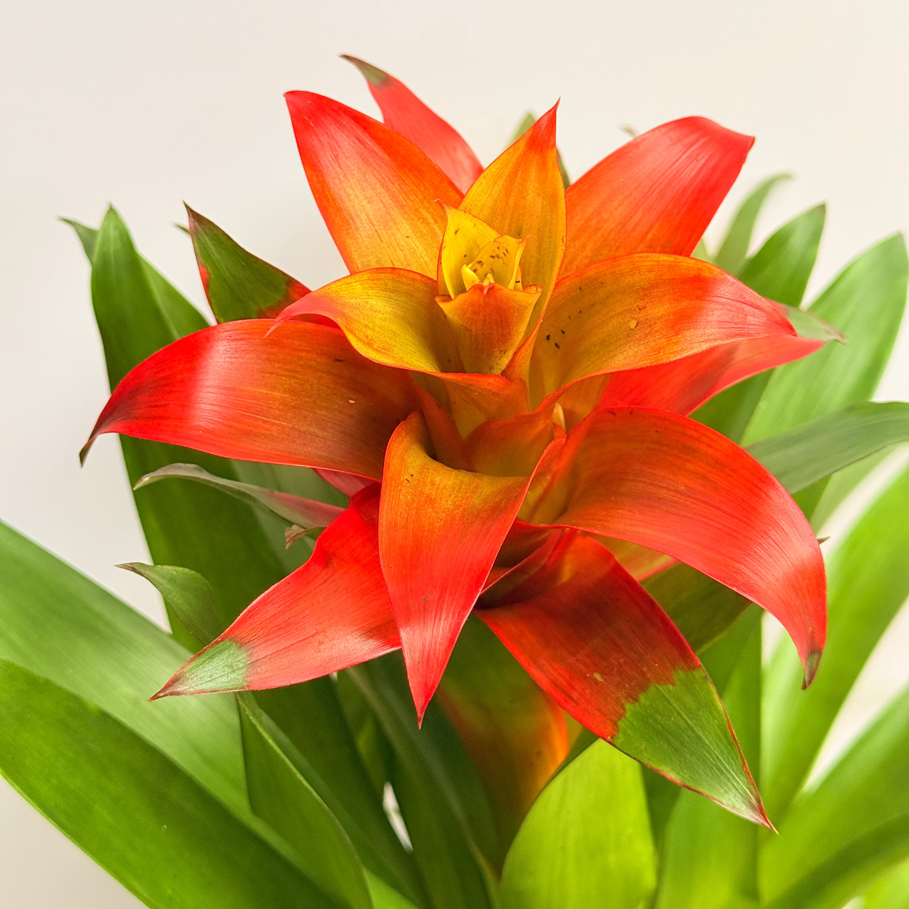 koke Bromelia Guzm. jazz