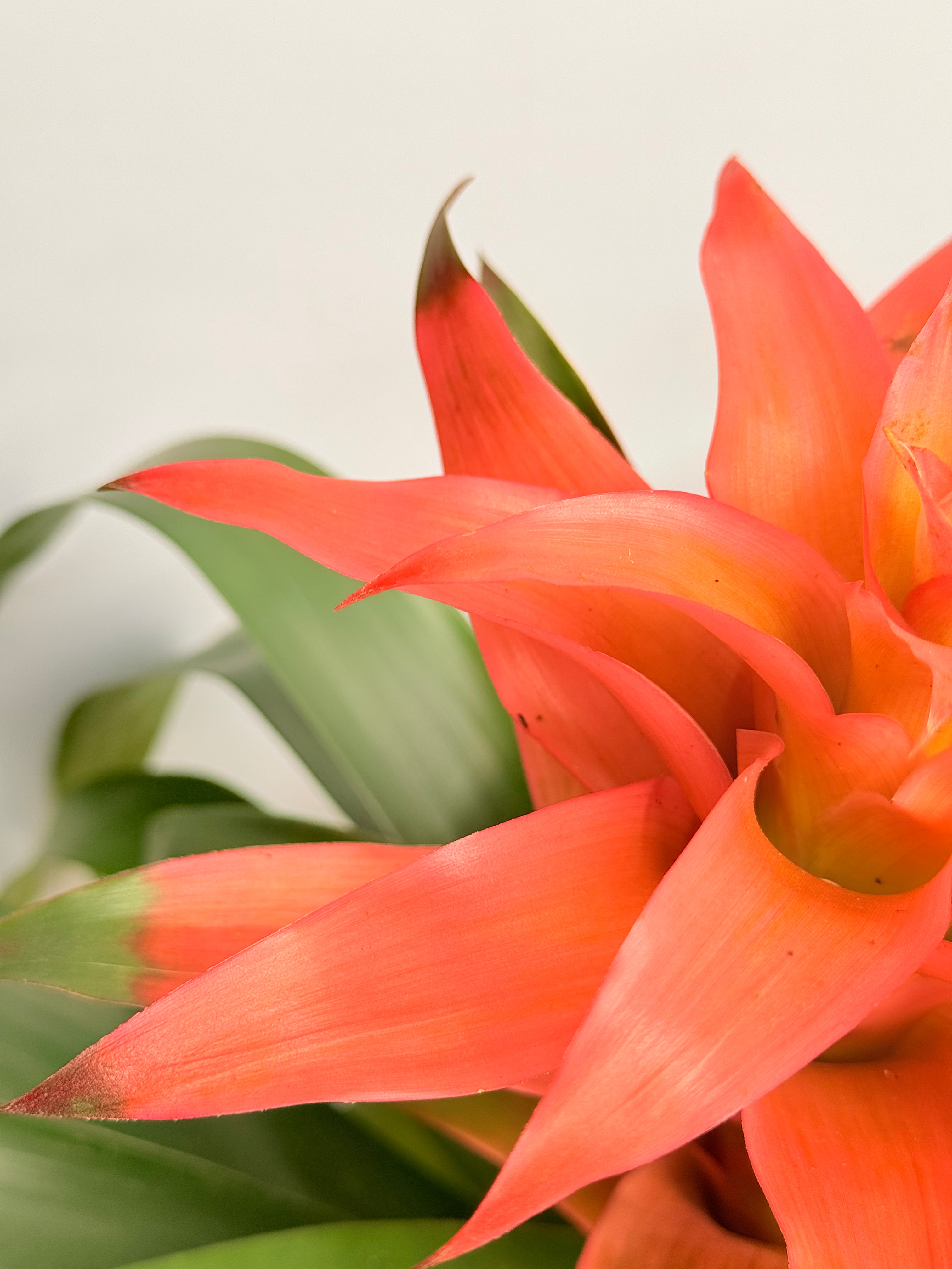 koke Bromelia Guzm. Melissa