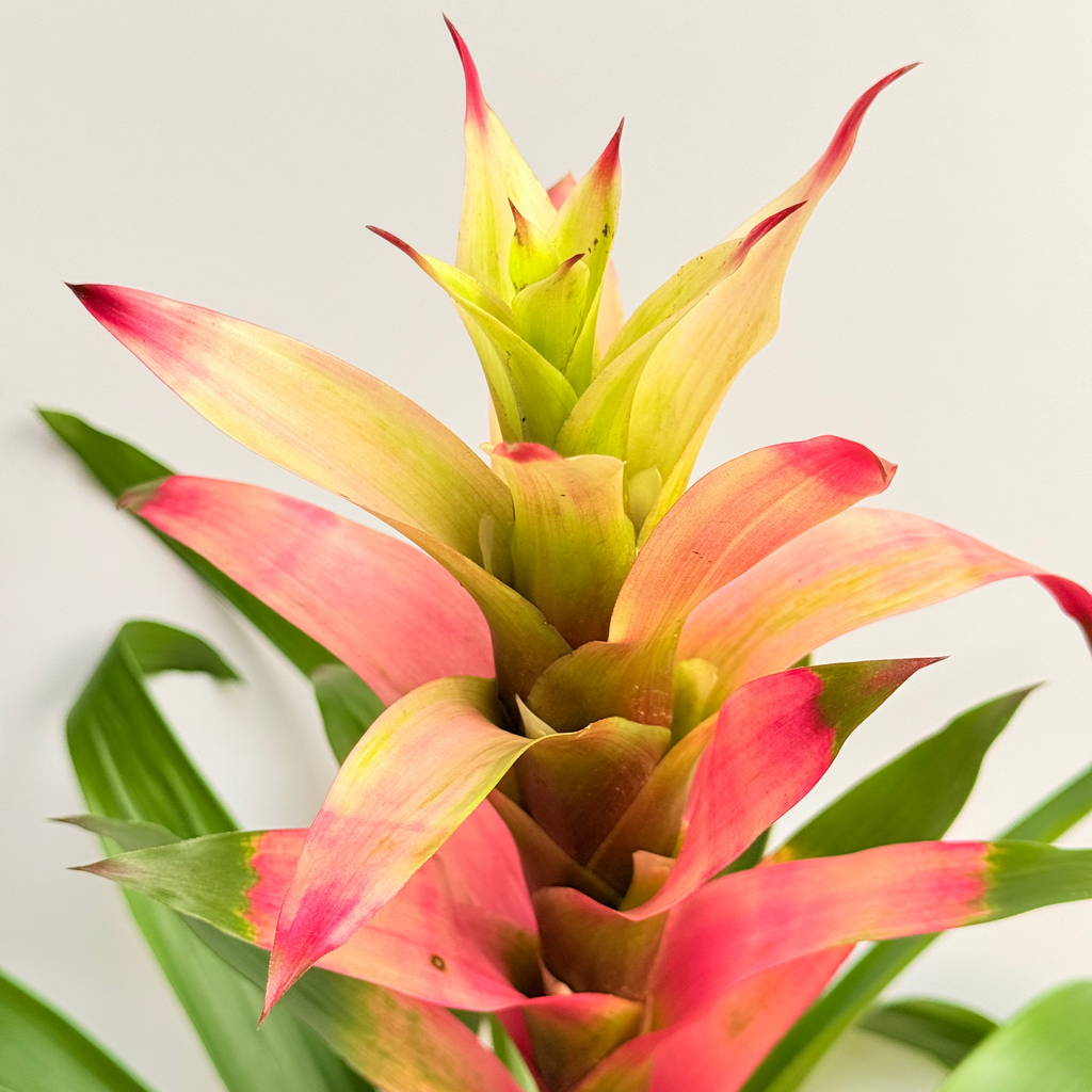 koke Bromelia Guzm. Filou