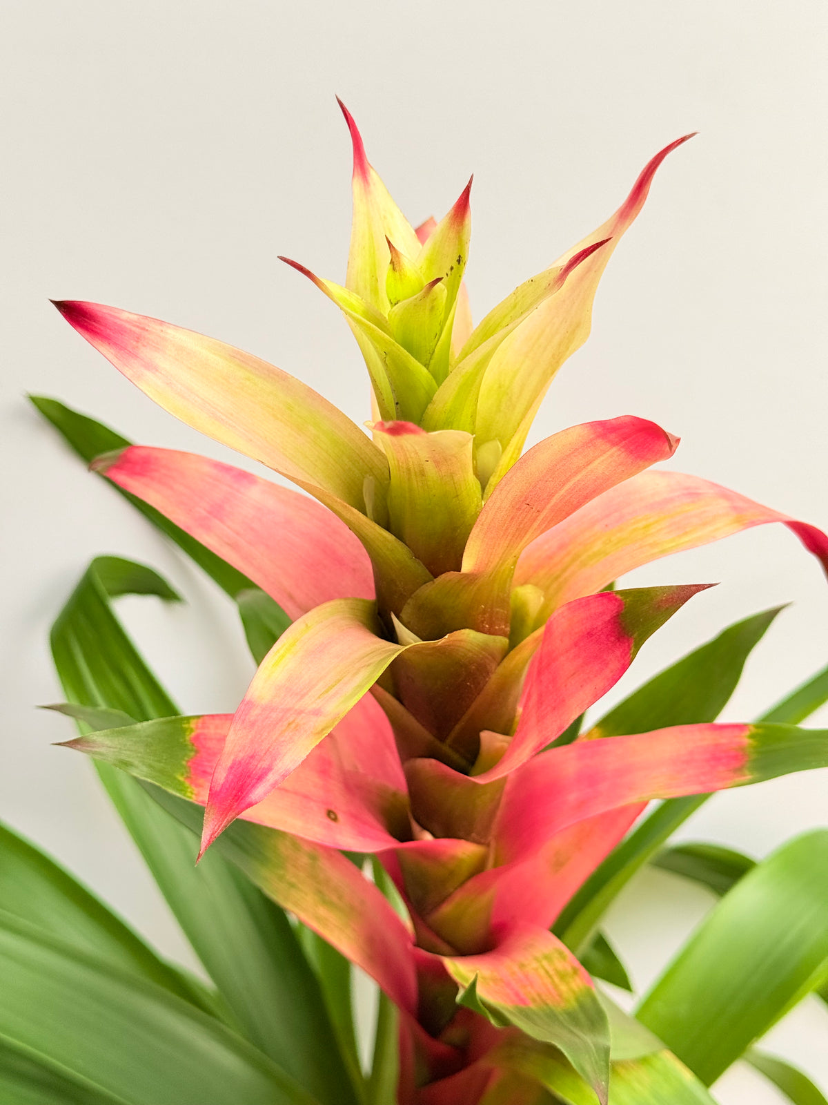 Kokedama Bromelia Guzm. Filou