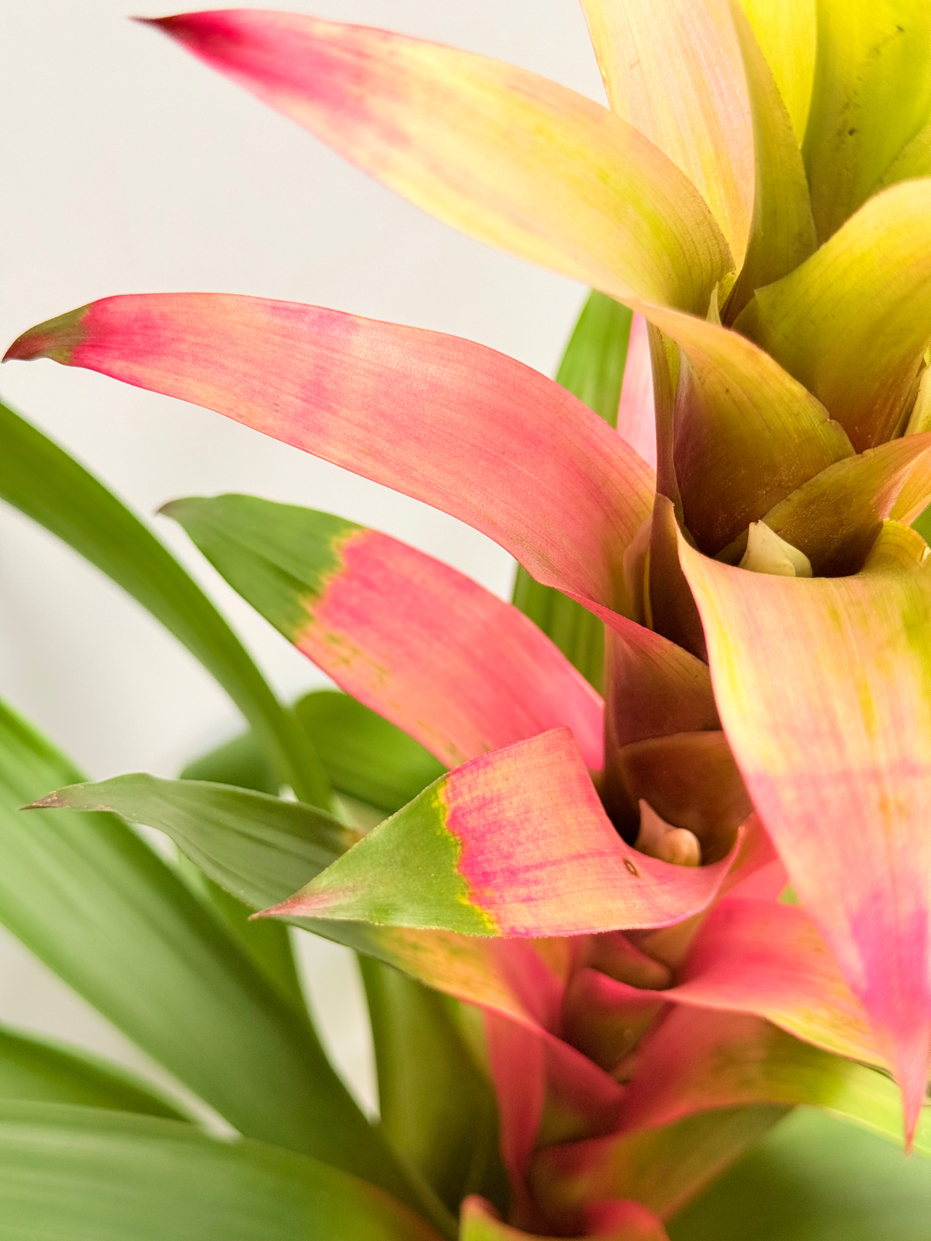 koke Bromelia Guzm. Filou