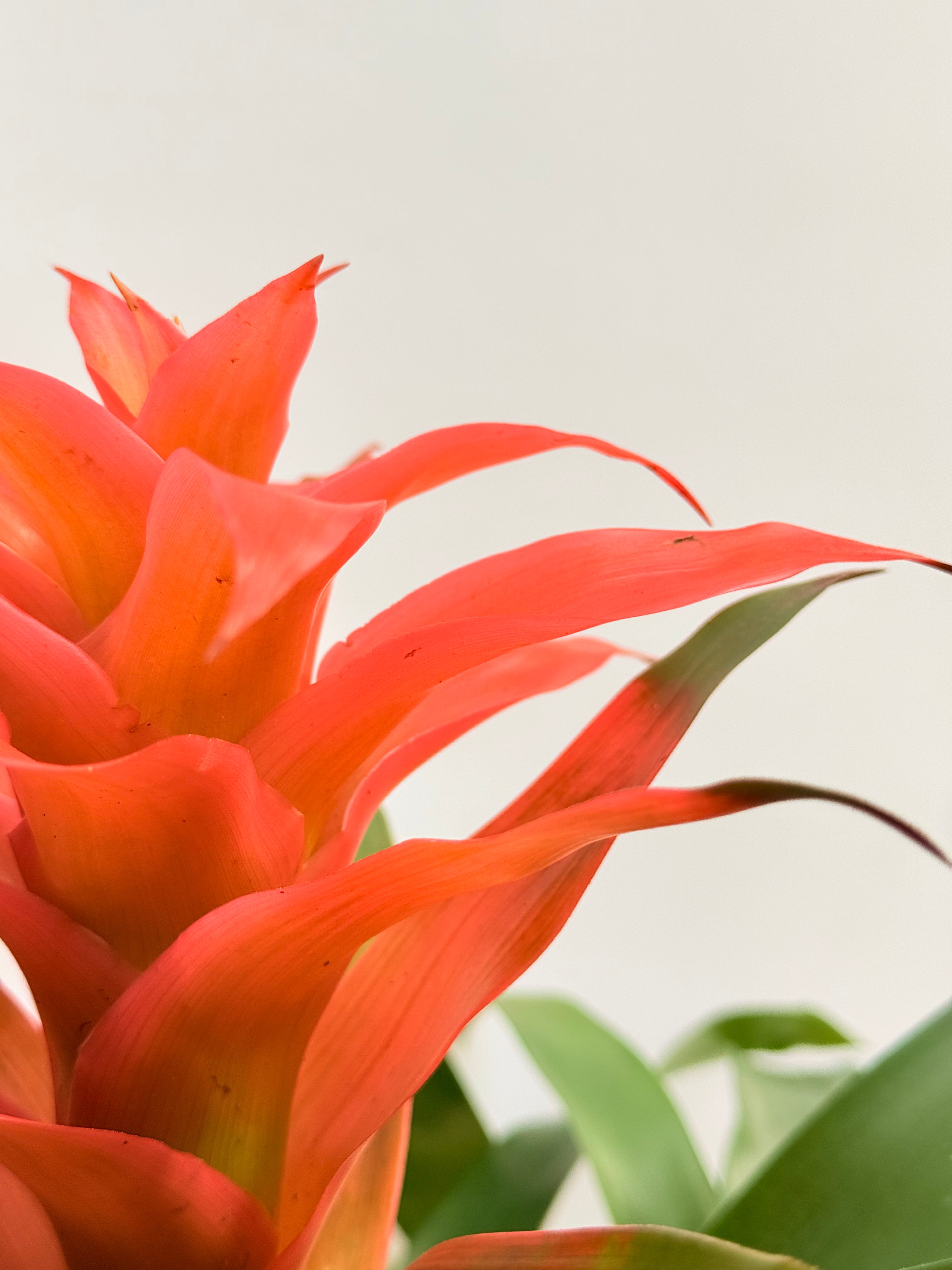 koke Bromelia Guzm. Melissa