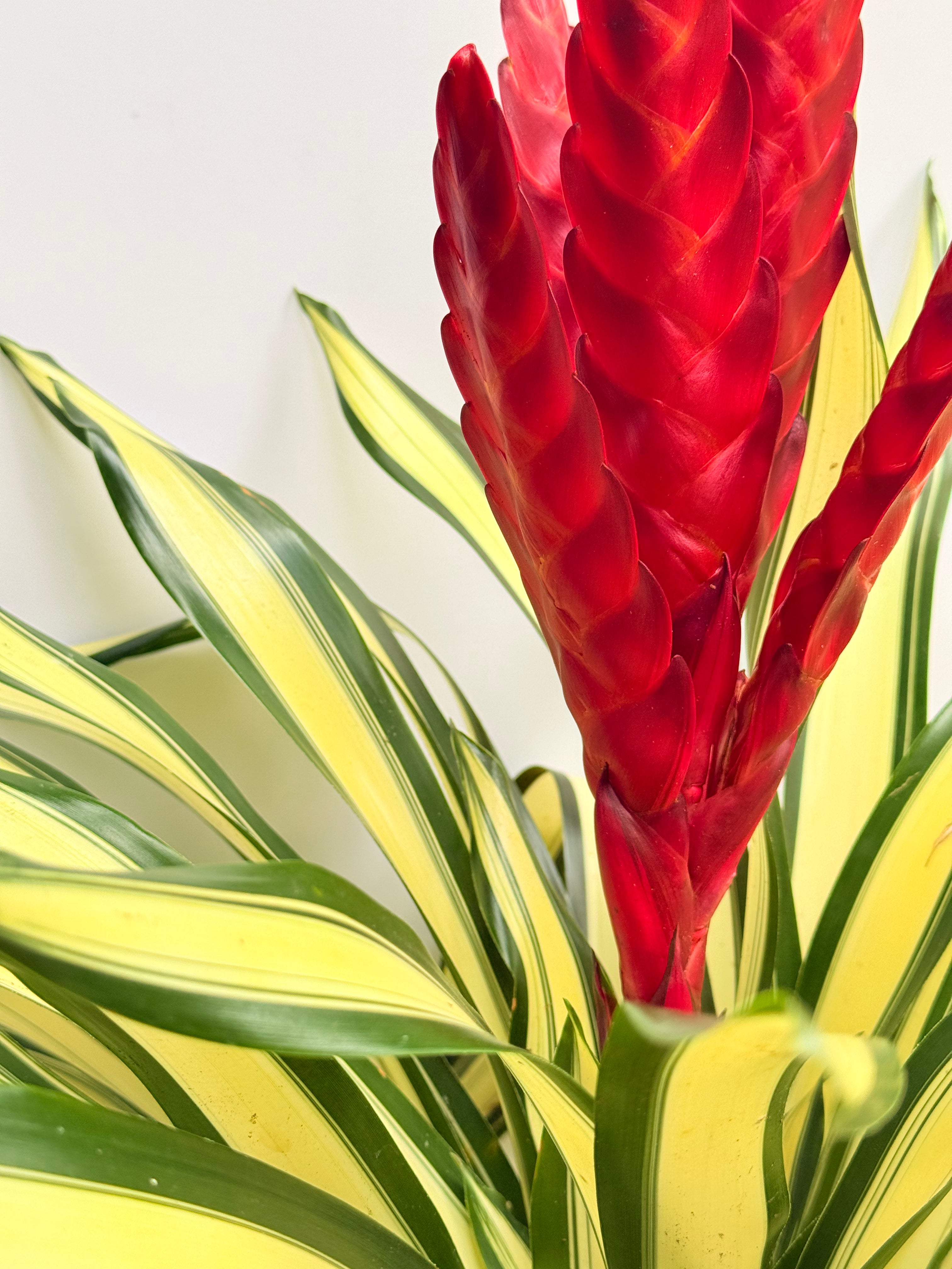 kokedama Vrie. Poelmany White line