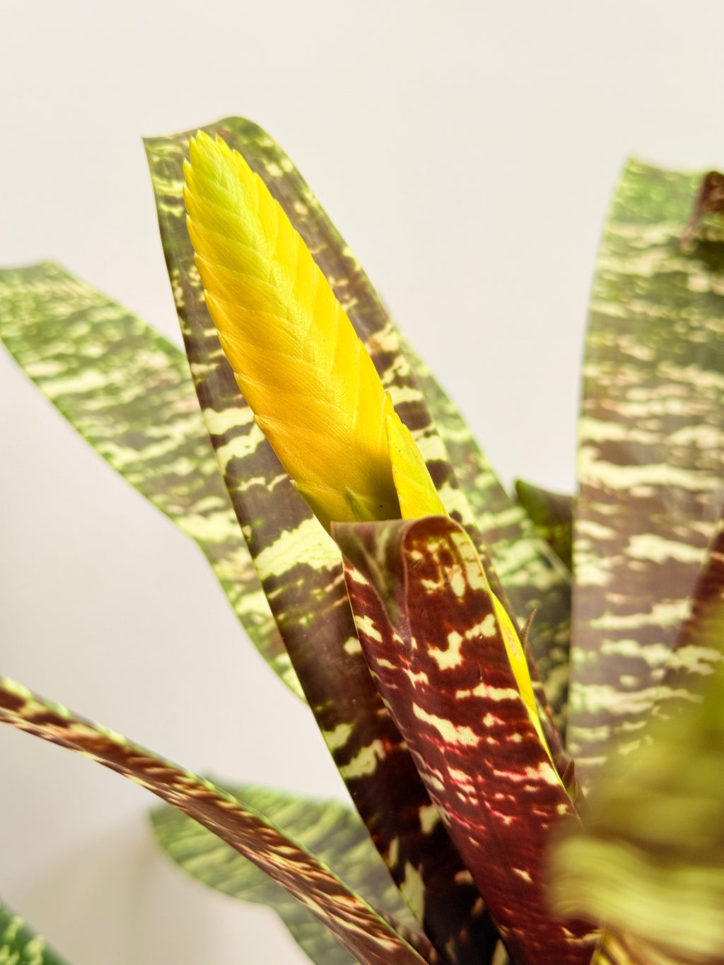 Kokedama Bromelia Goud. ospinae var gruberi