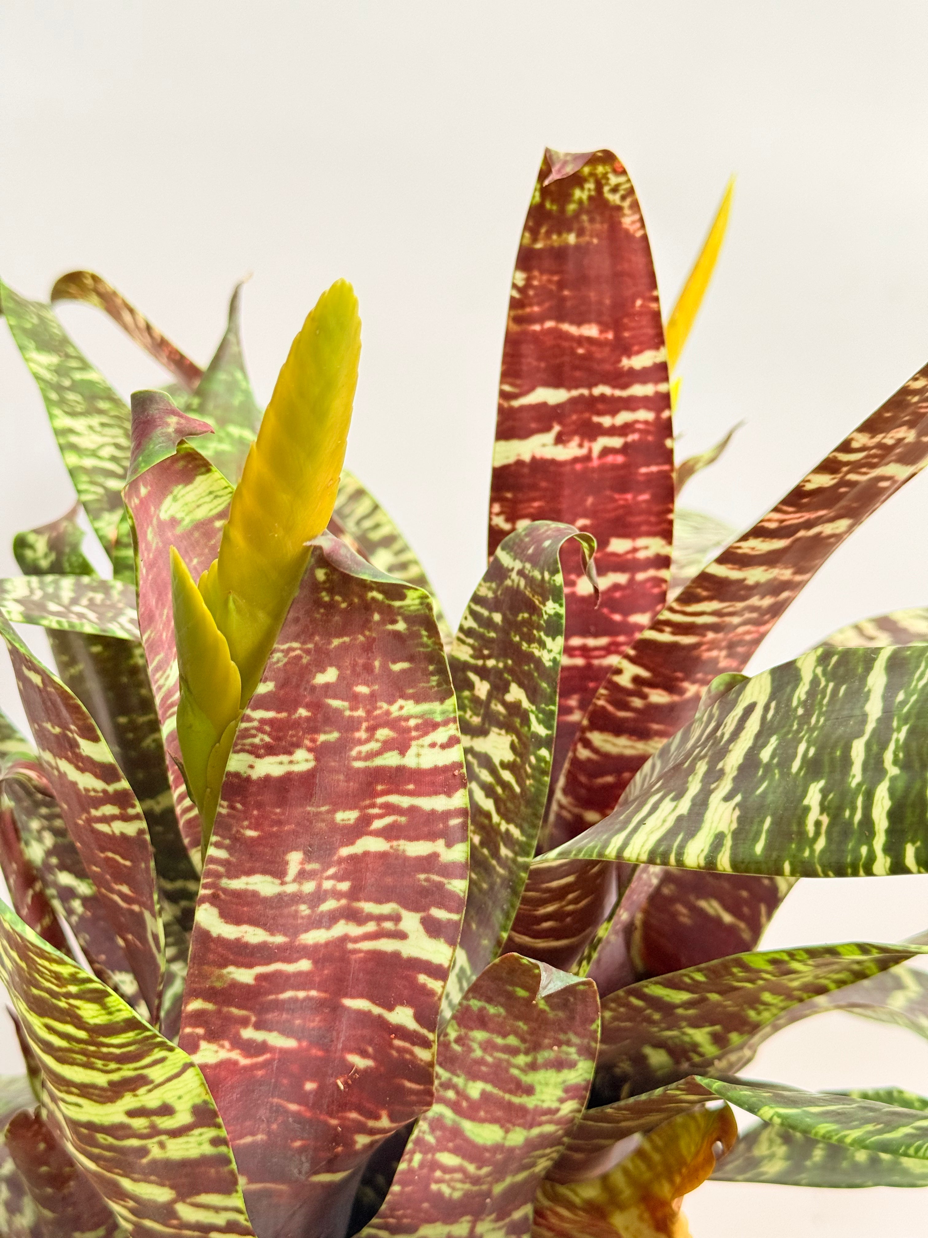 Kokedama Bromelia Goud. ospinae var gruberi