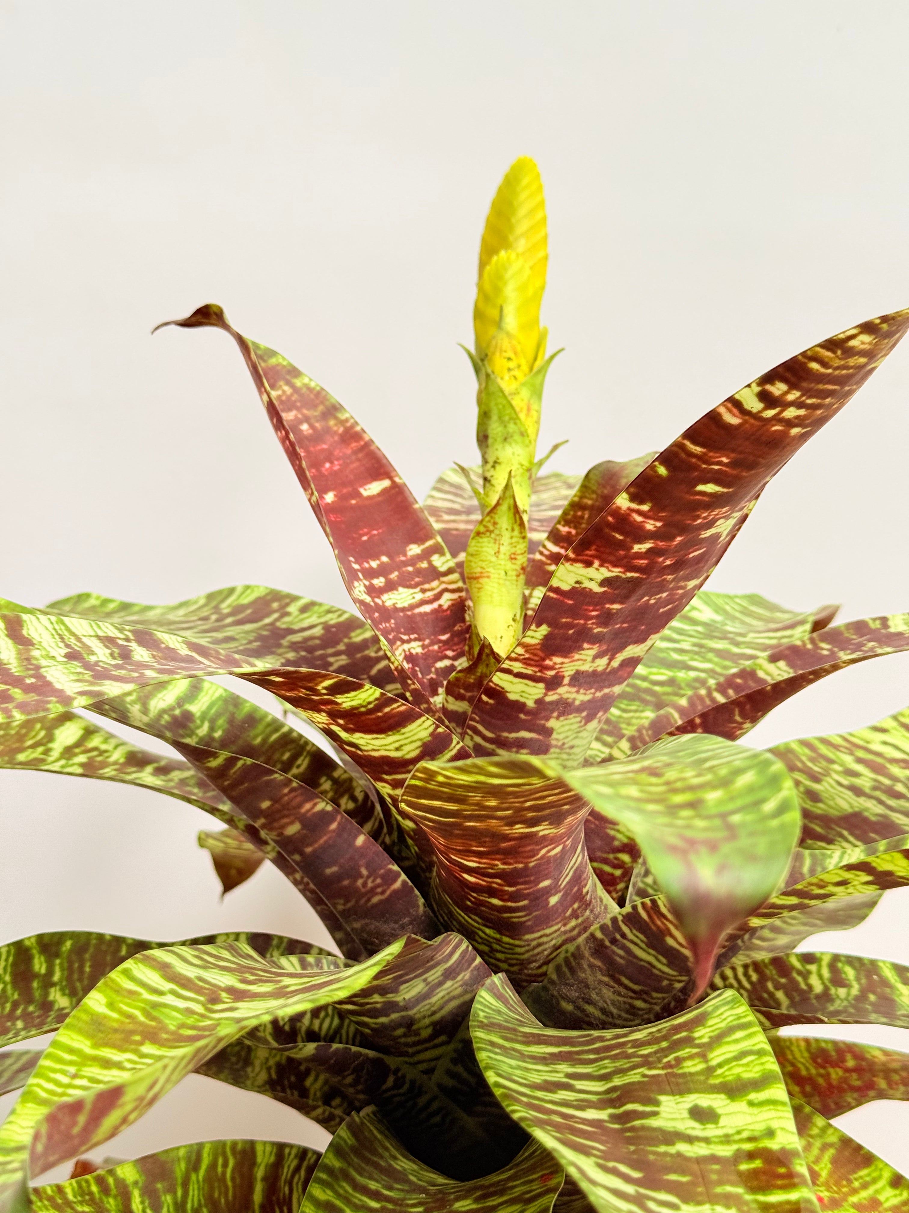 Kokedama Bromelia Goud. ospinae var gruberi