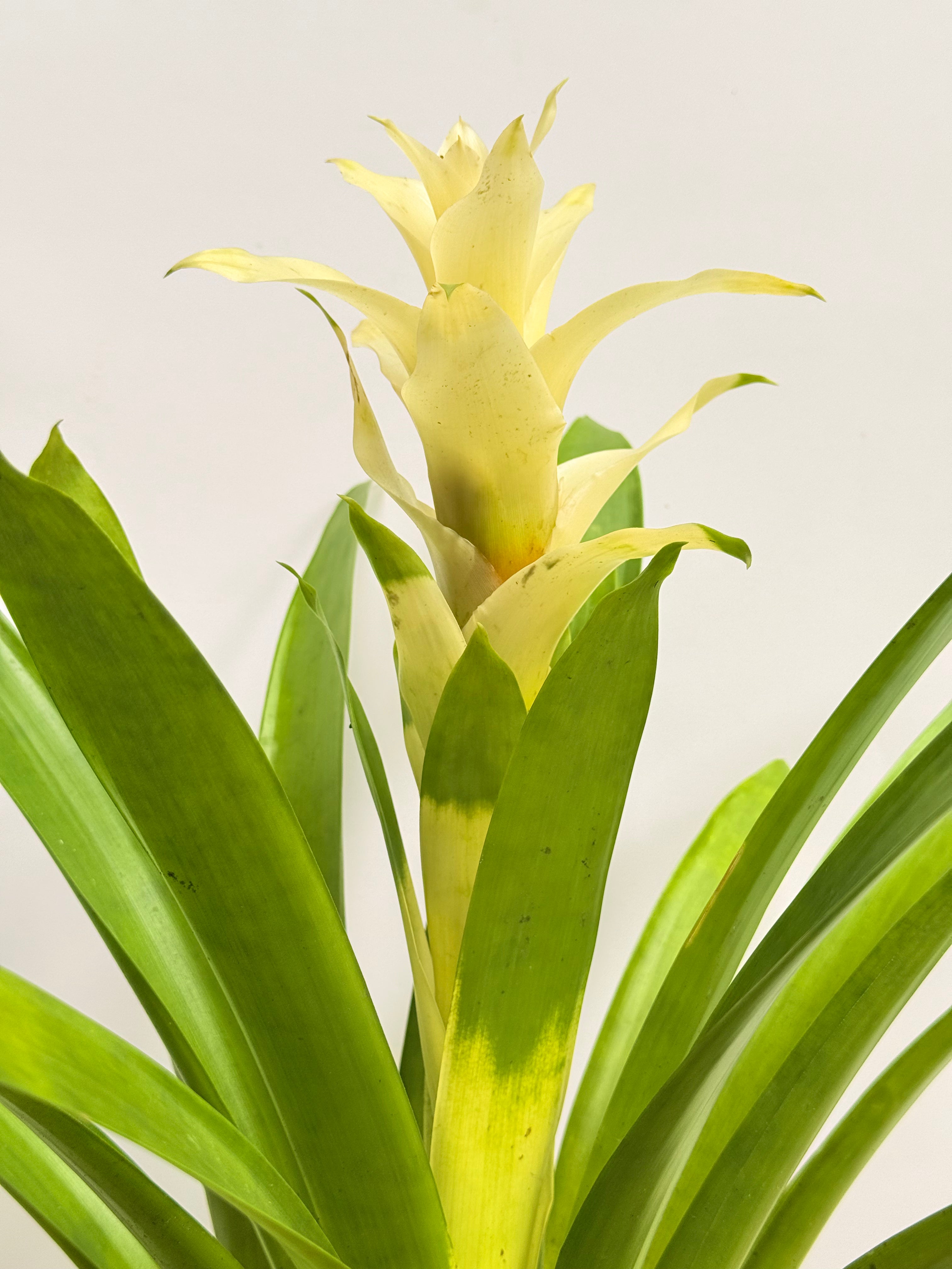 koke Bromelia Guzm. Melissa (Copia)