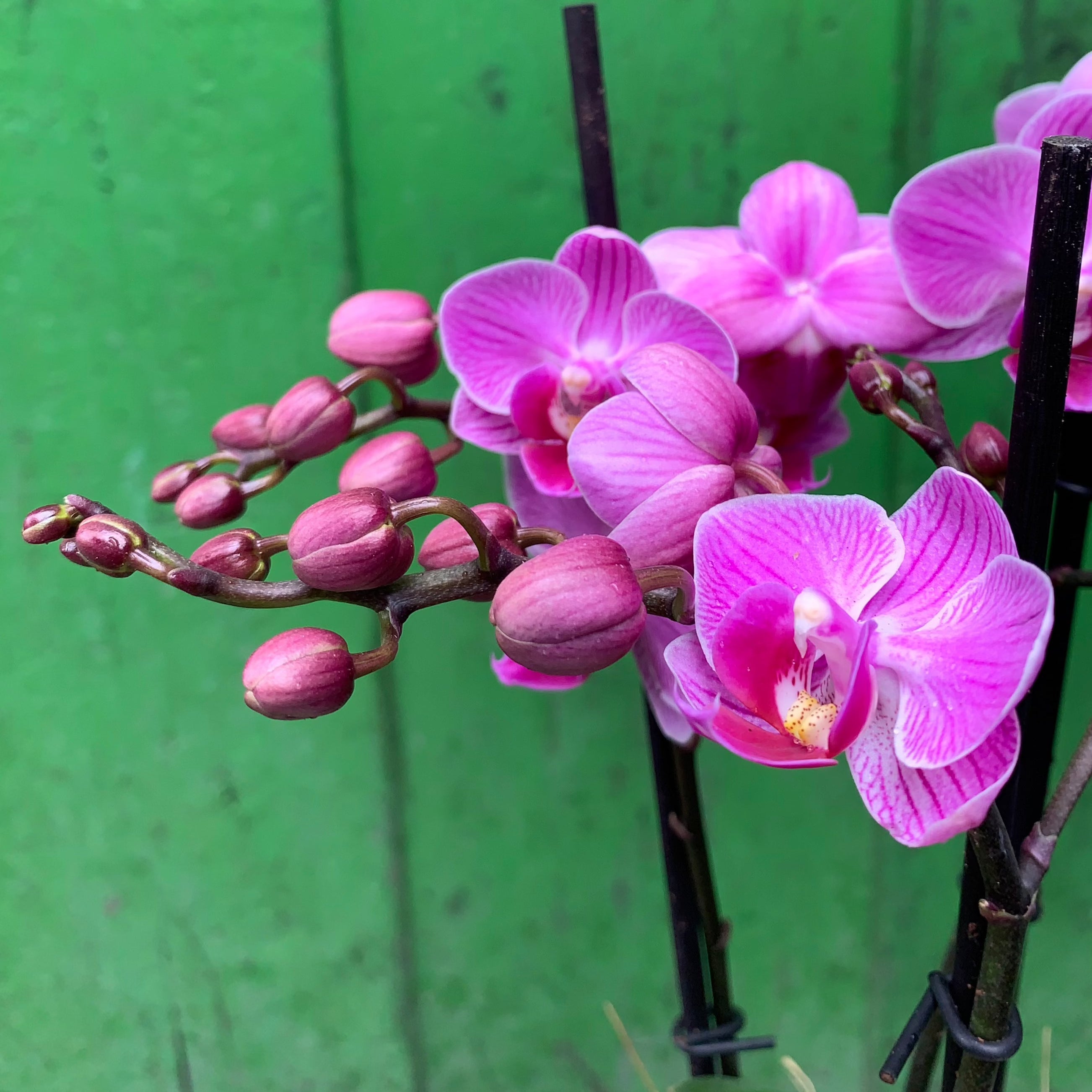 Koke Orchid Premium Multiflora Purple 3v 