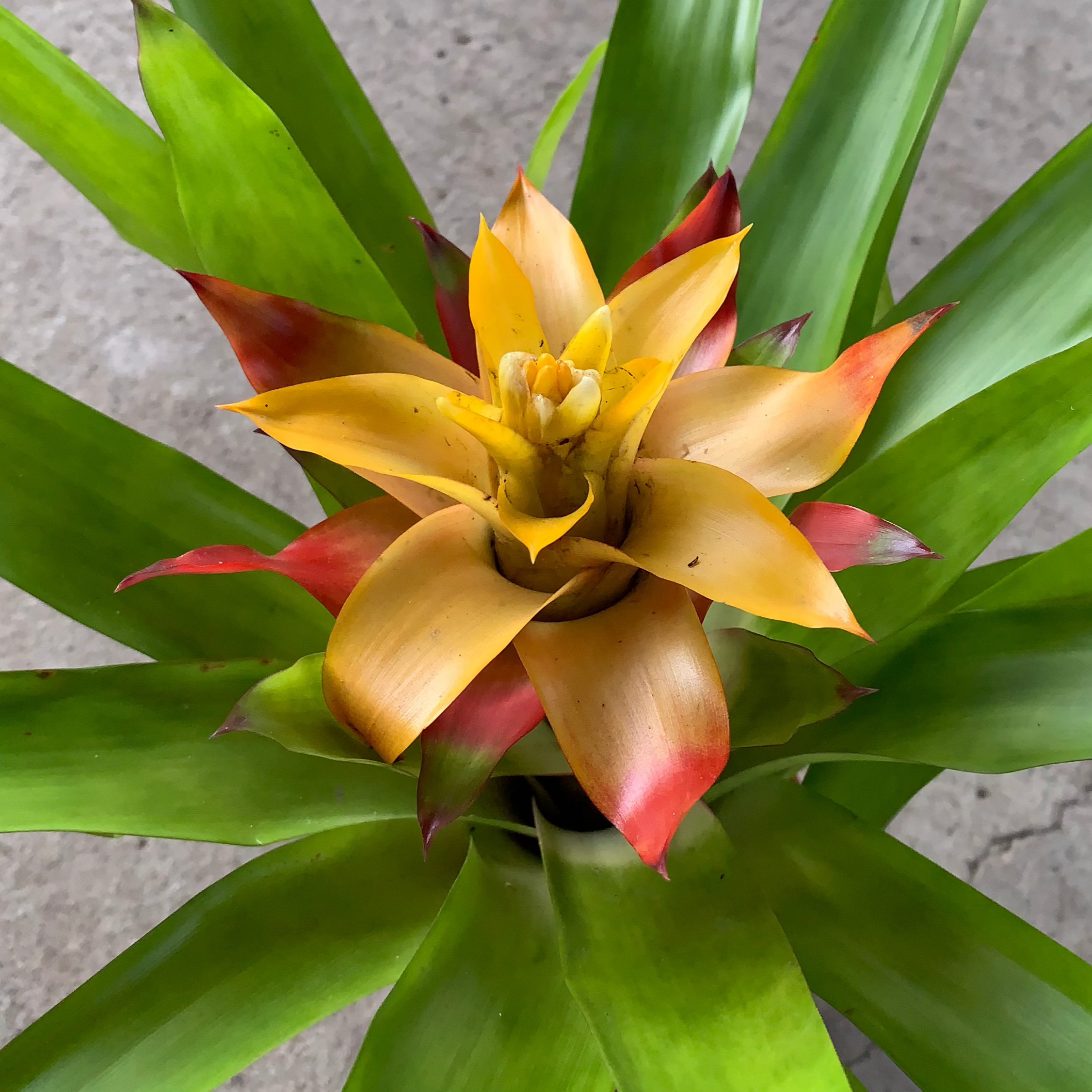 Koke Bromelia Guzm. Flava