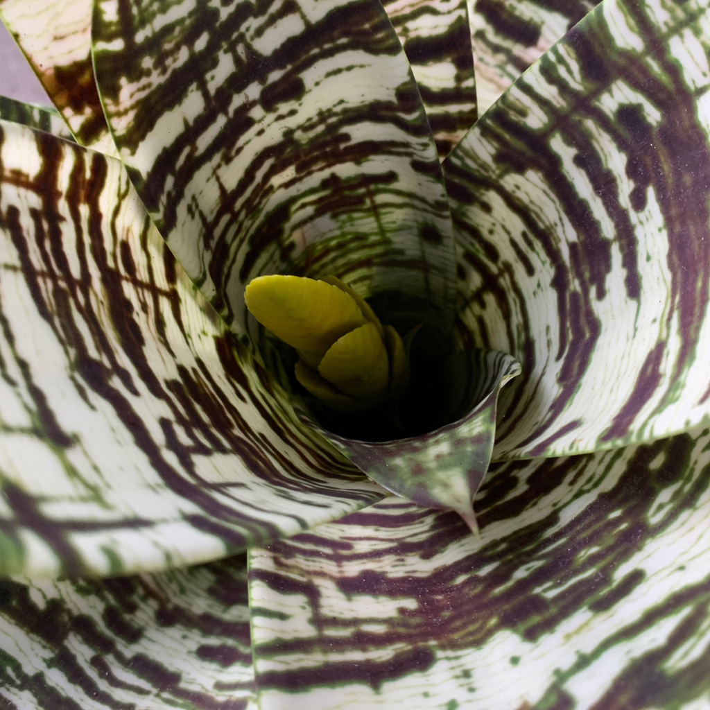 koke Bromelia Goud. ospinae var gruberi