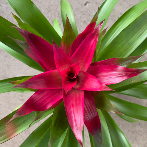 Kokedama Bromelia Guzm. Voila