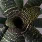 koke Bromelia Vrie. seideliana