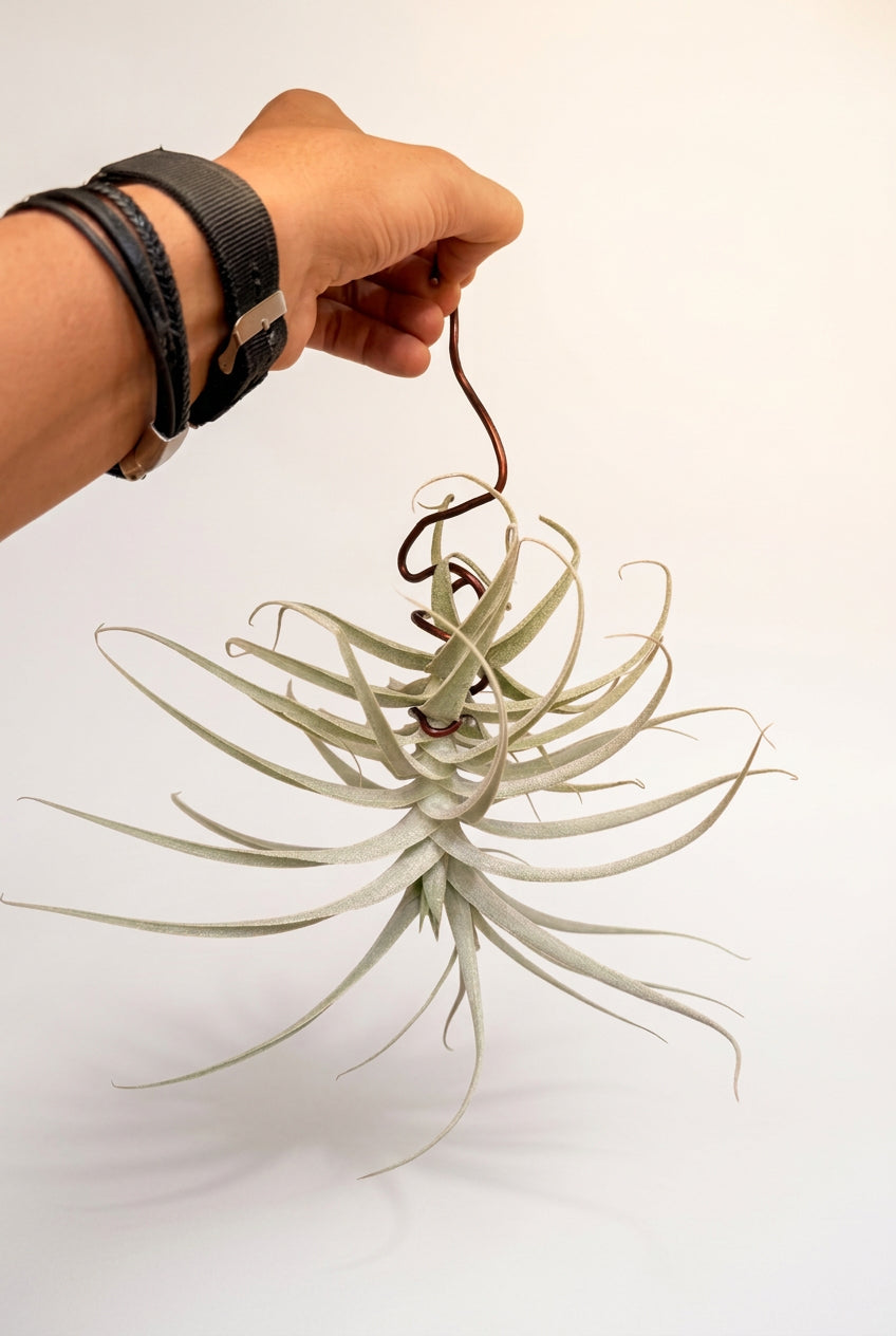 Tillandsia purpúrea + alambre para colgar