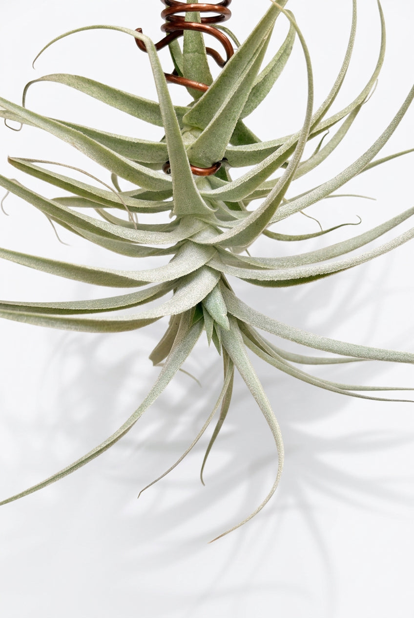 Tillandsia purpúrea + alambre para colgar