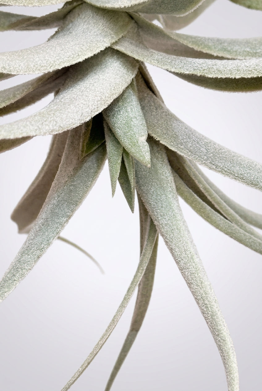 Tillandsia purpúrea + alambre para colgar