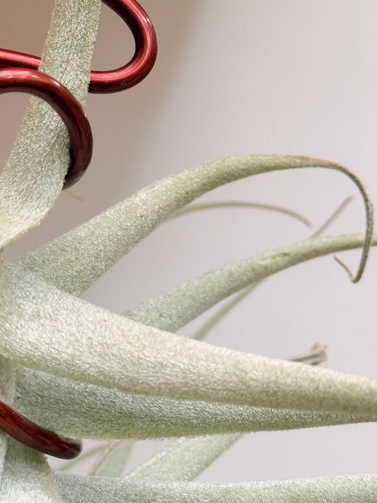 Tillandsia purpúrea + alambre para colgar