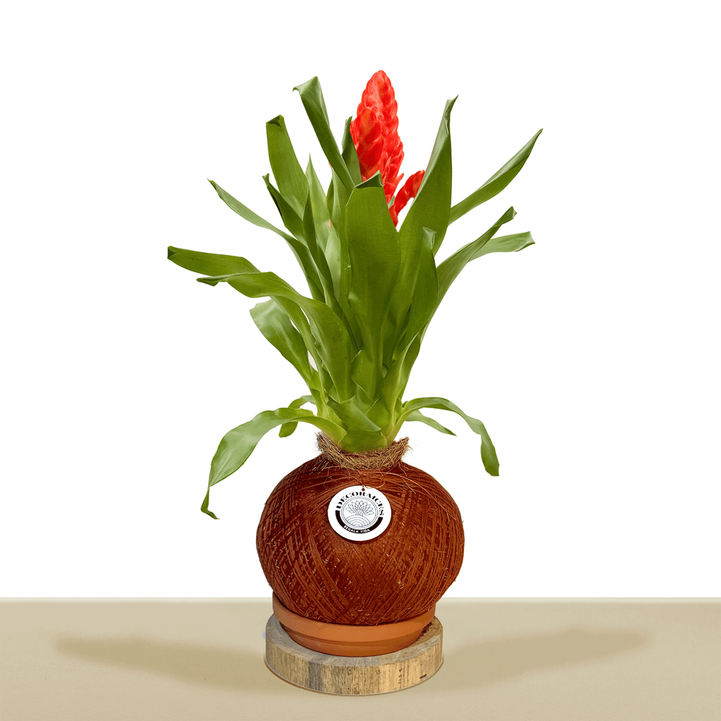 Kokedama Vrie. Sparkle L