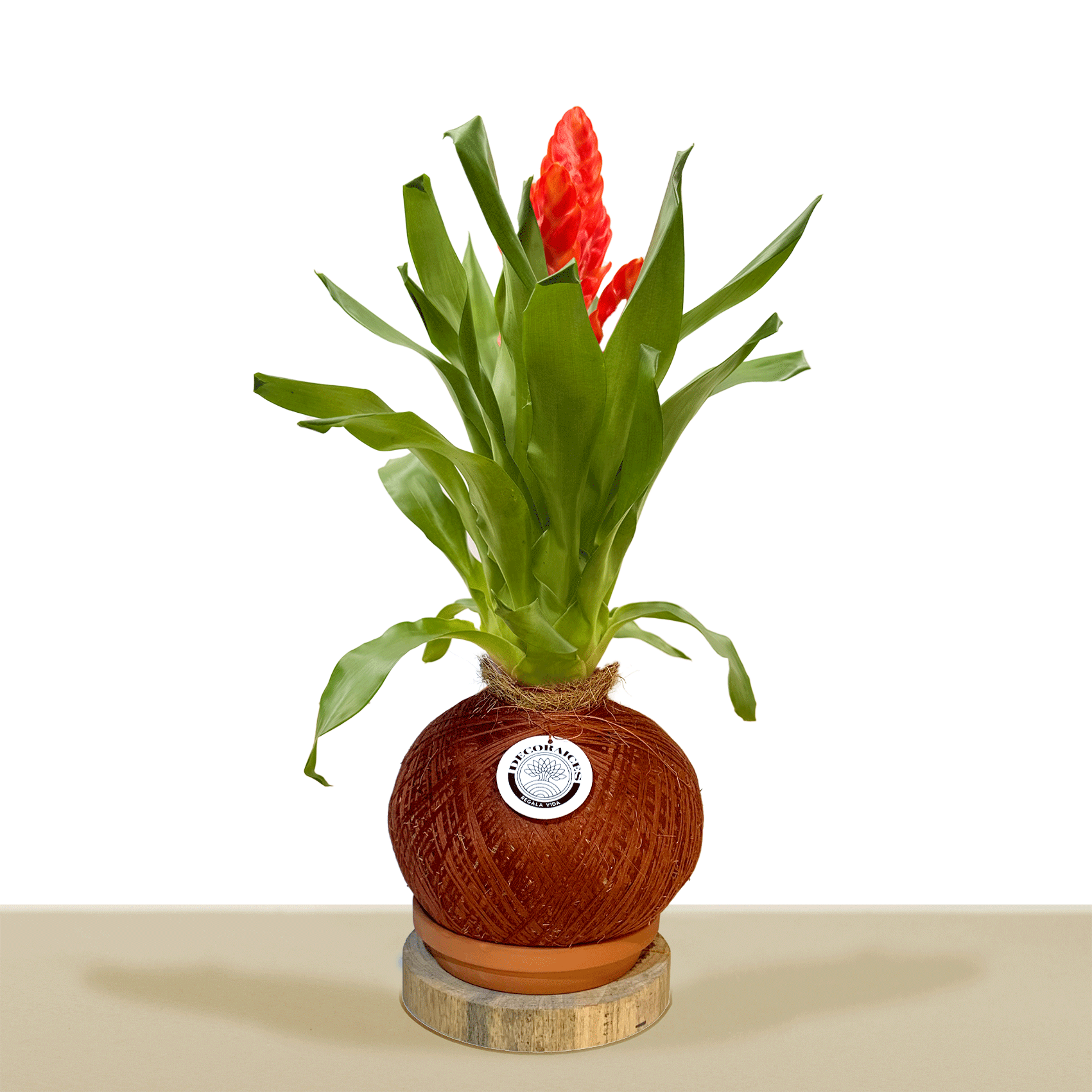 kokedama Vrie. Latina Naranja