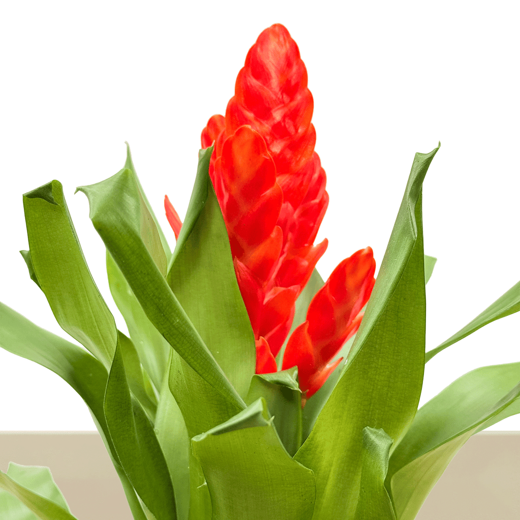 Kokedama Vrie. Sparkle L