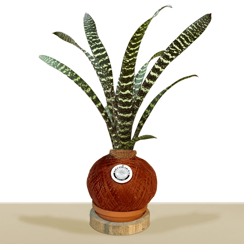 Kokedama Guzm. Lindenii M